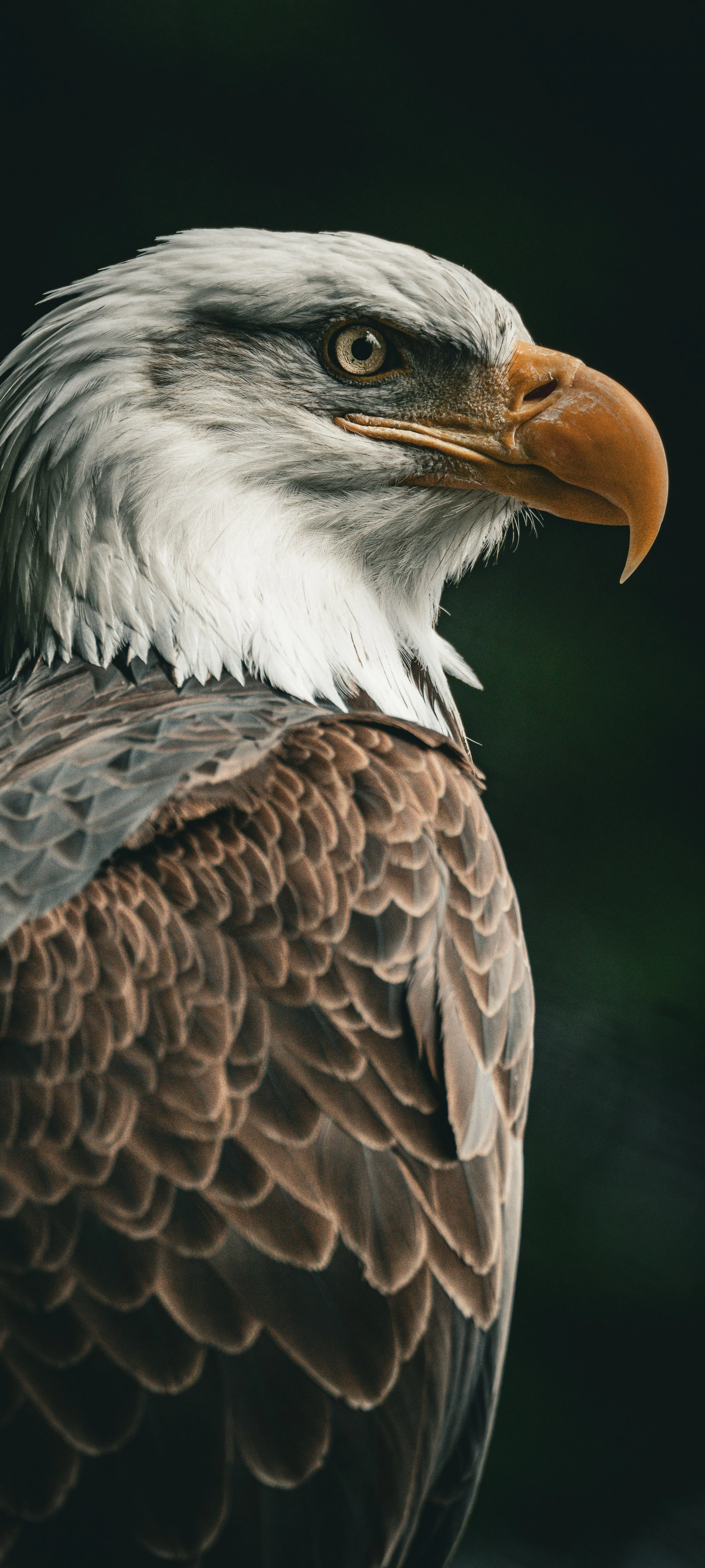 Detailed Close Up of Bald Eagle Head Portrait Wallpaper