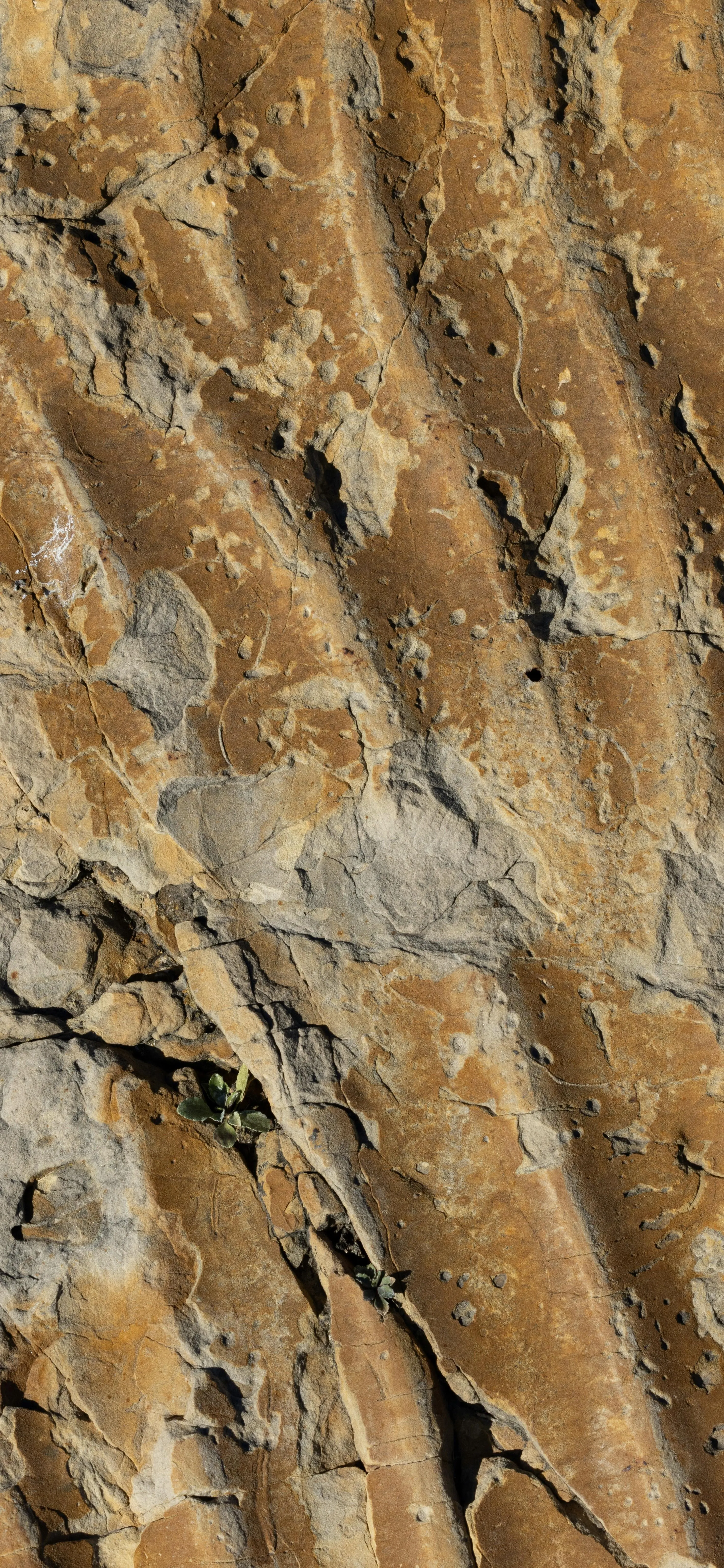 Detailed Surface of Layered Natural Rock Formation