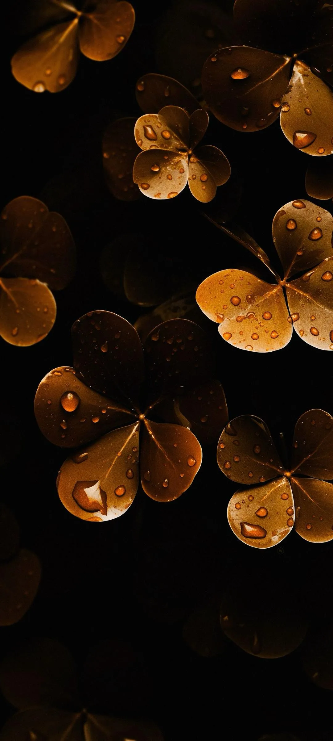 Dew Drops on Golden Clover Leaves in Dark Background