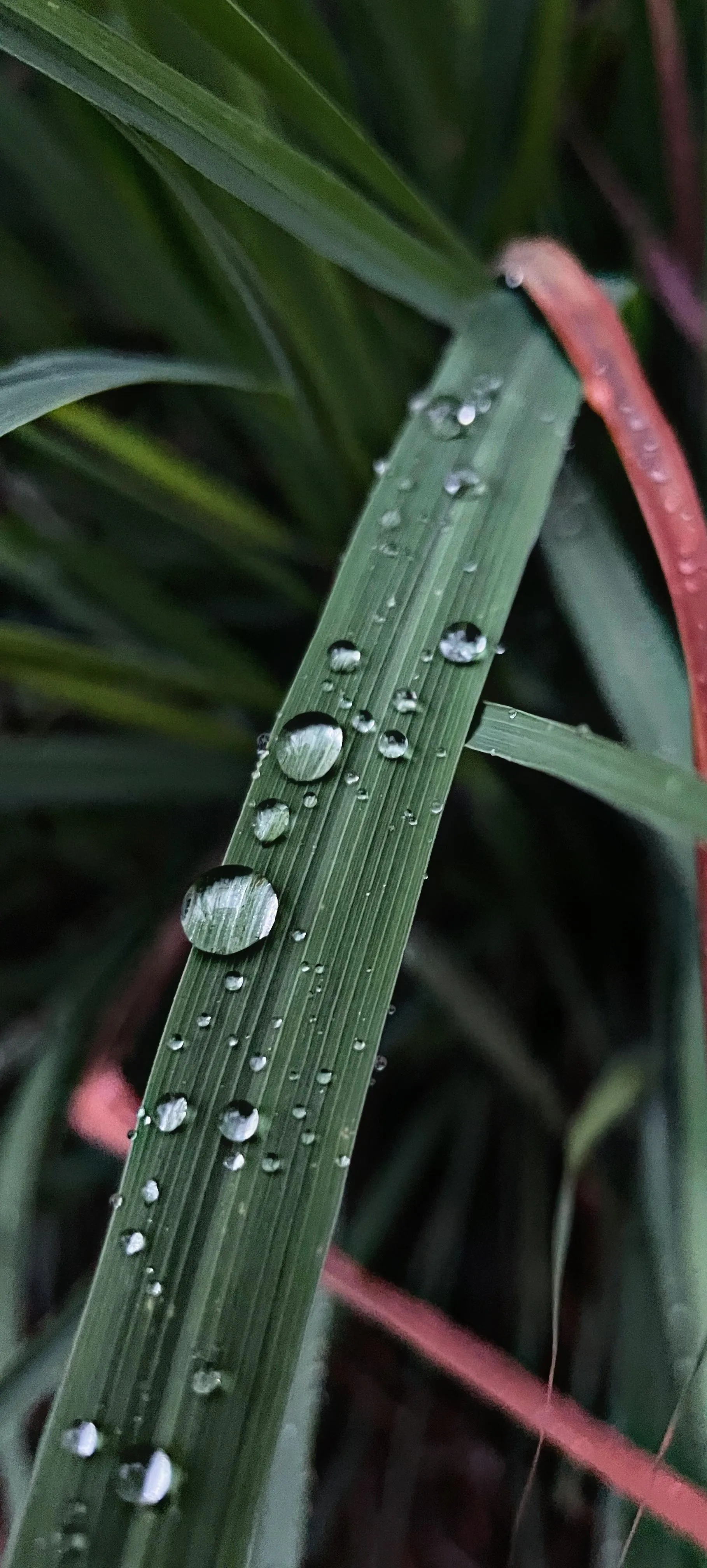 Dew Drops on Green Leaves with Morning Light Wallpaper