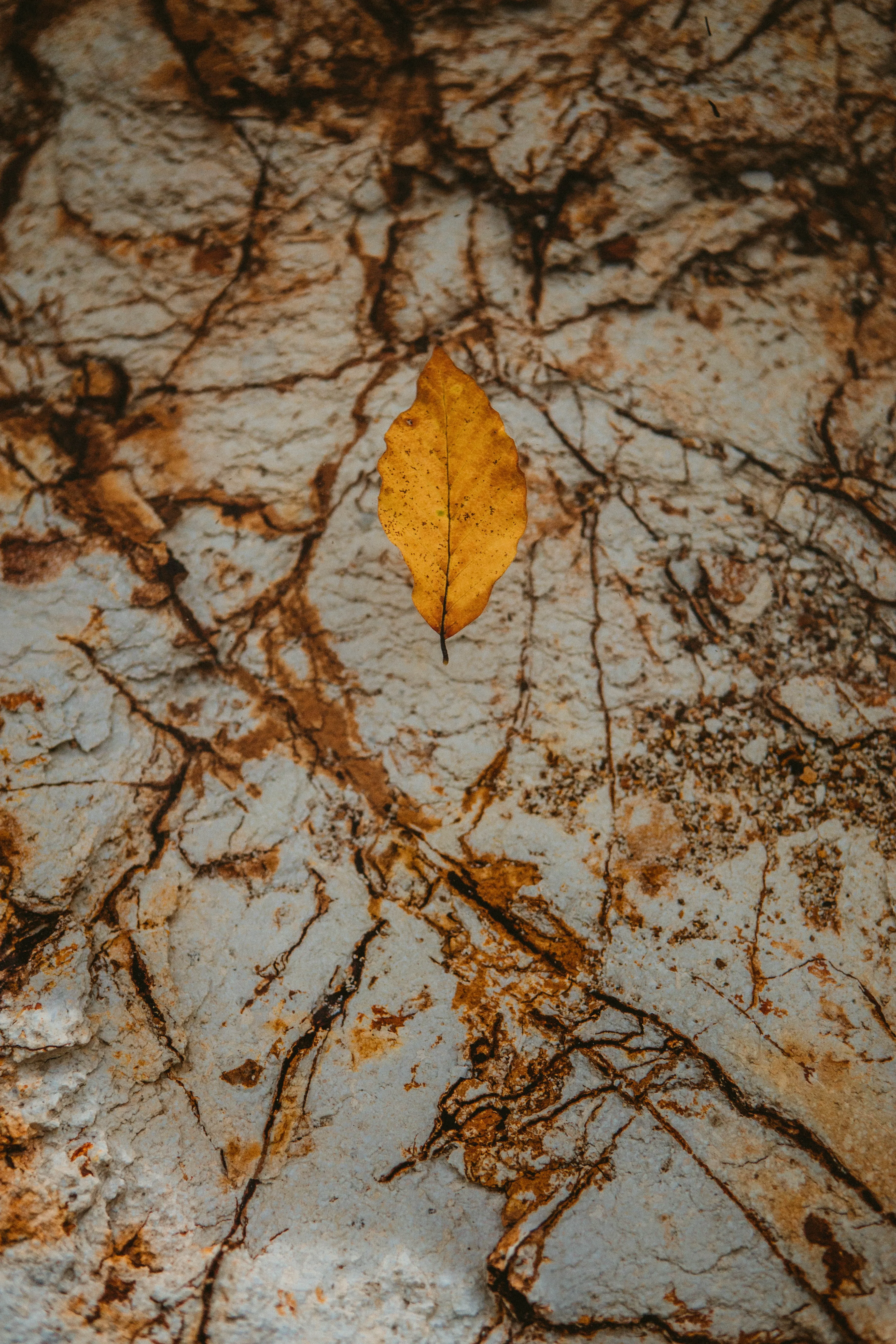 Dry Autumn Leaves Forming Beautiful Rustic Texture