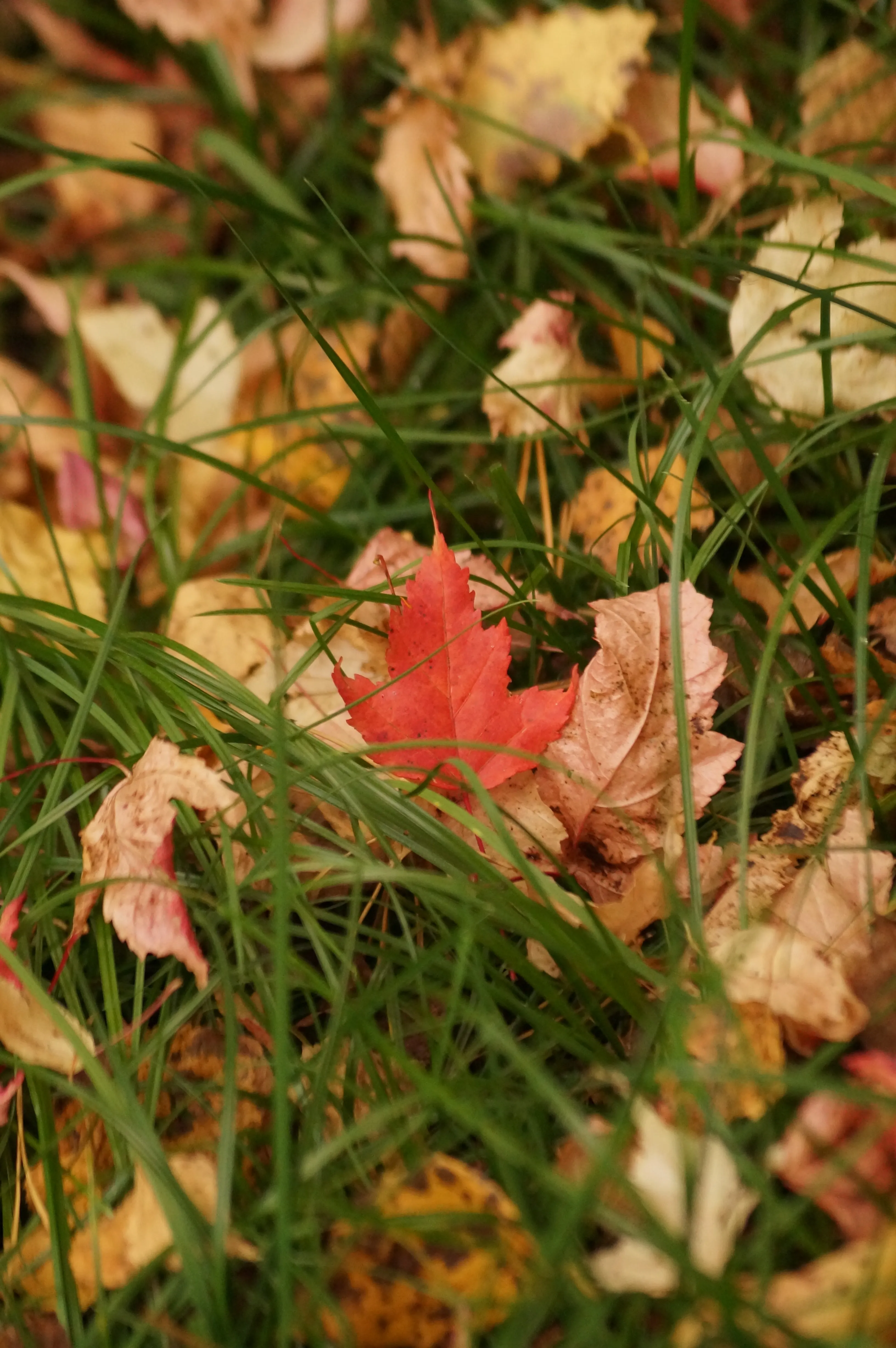 Dry Autumn Leaves Lying on Forest Ground Surface HD Image