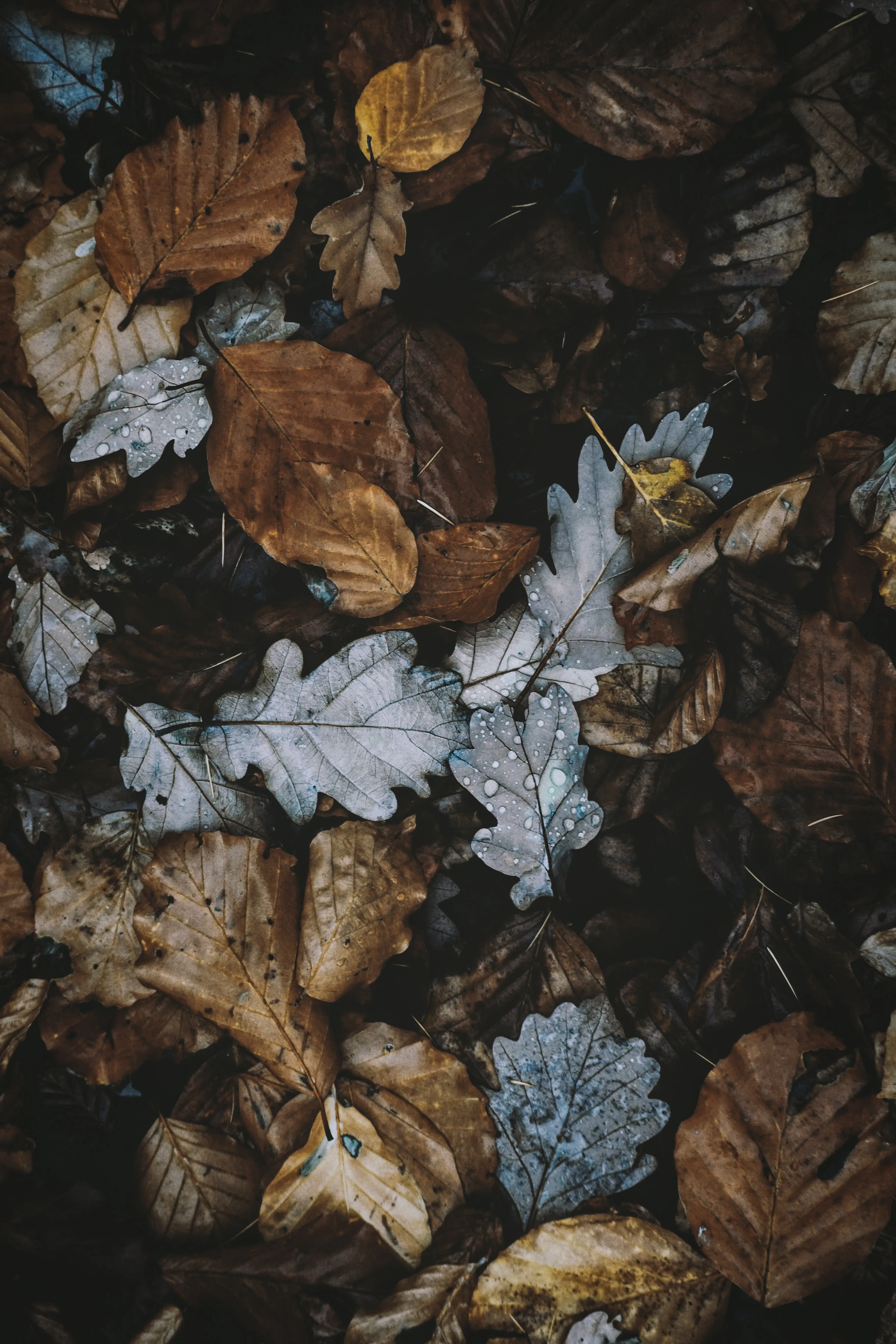 Dry Brown Autumn Leaves on Forest Floor HD Wallpaper