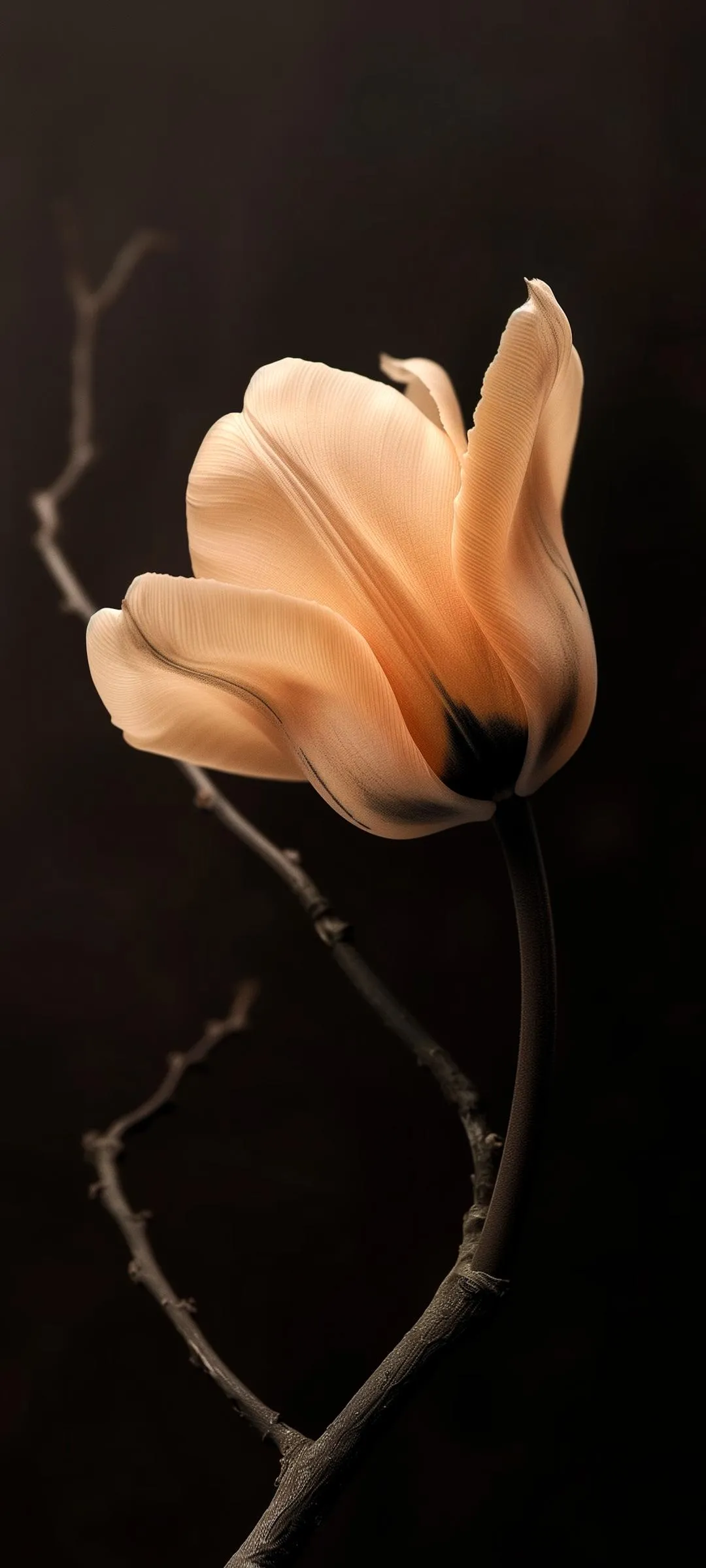 Elegant Beige Flower on Dark Artistic Background Wallpaper