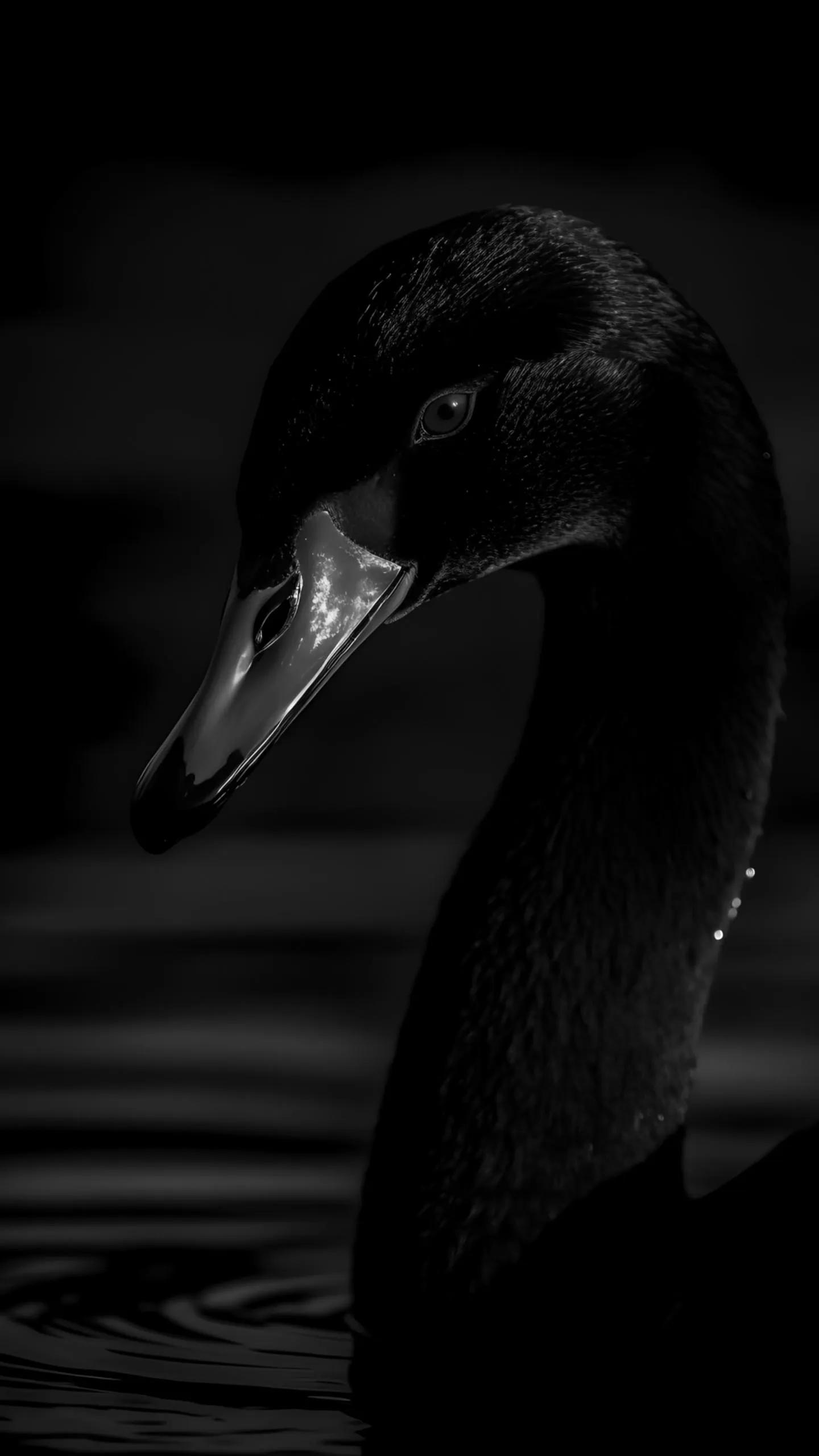 Elegant Black Swan Minimal Dark Free Mobile Wallpaper
