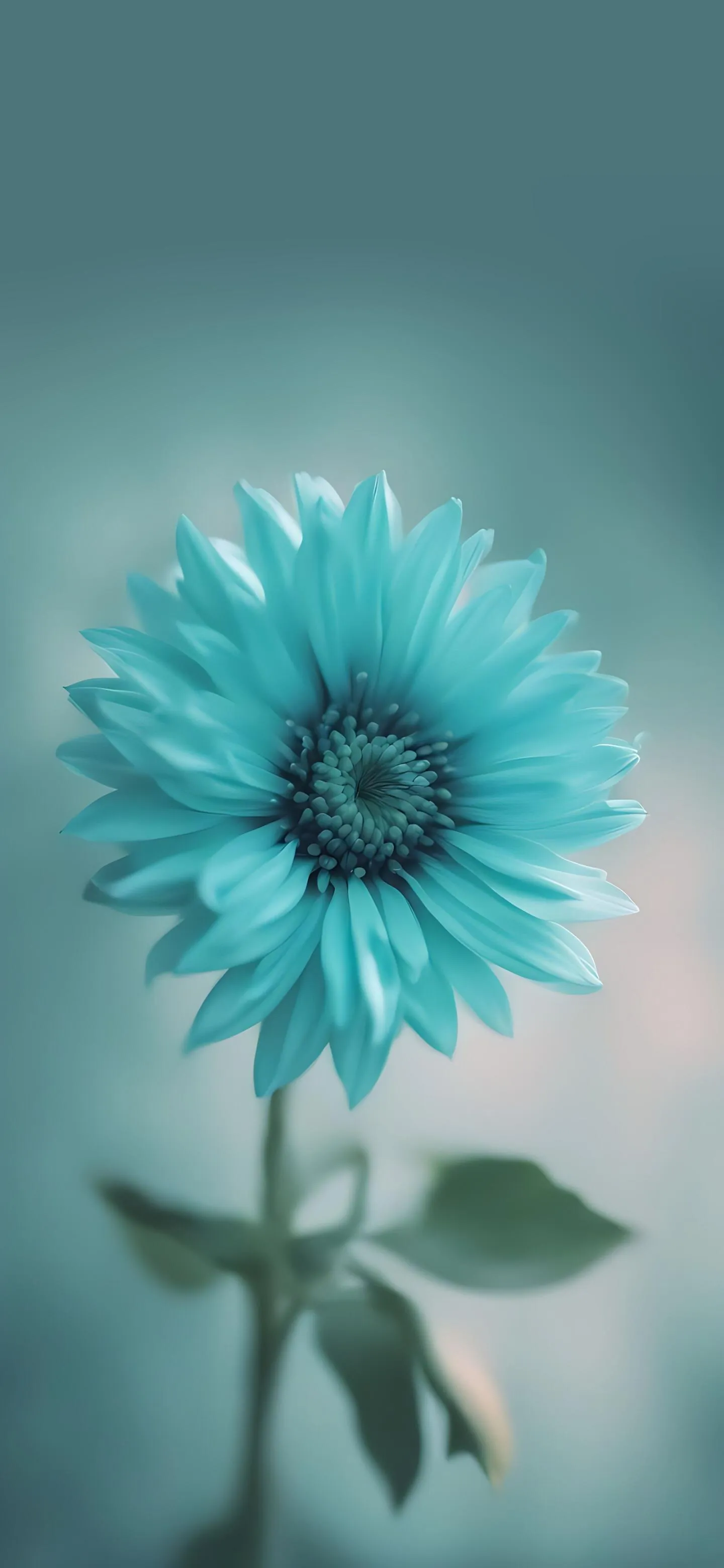 Elegant Blue Flower on Smooth Gray Background Wallpaper