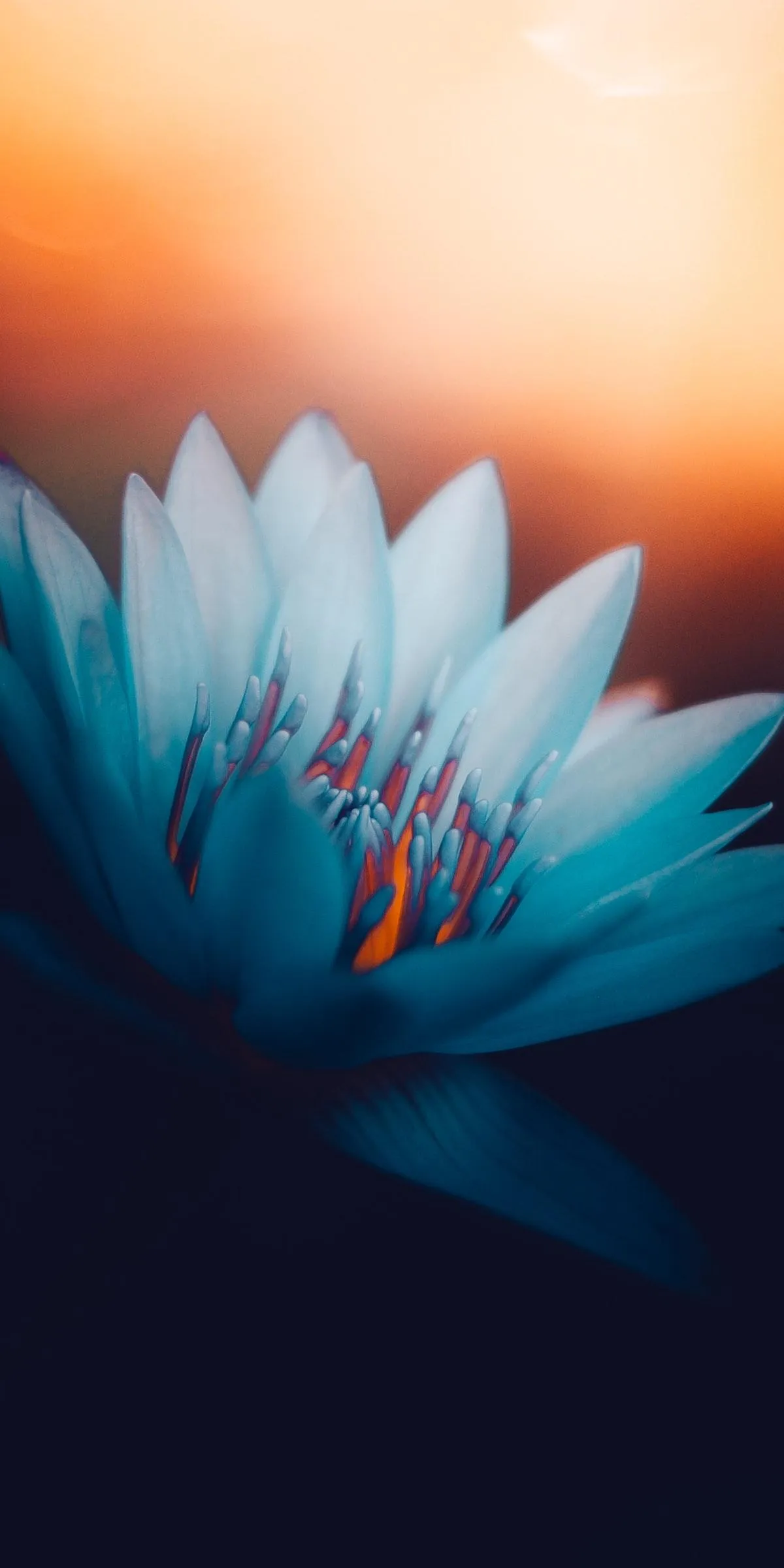 Elegant Blue Lotus Flower Bloom in Soft Lighting Wallpaper