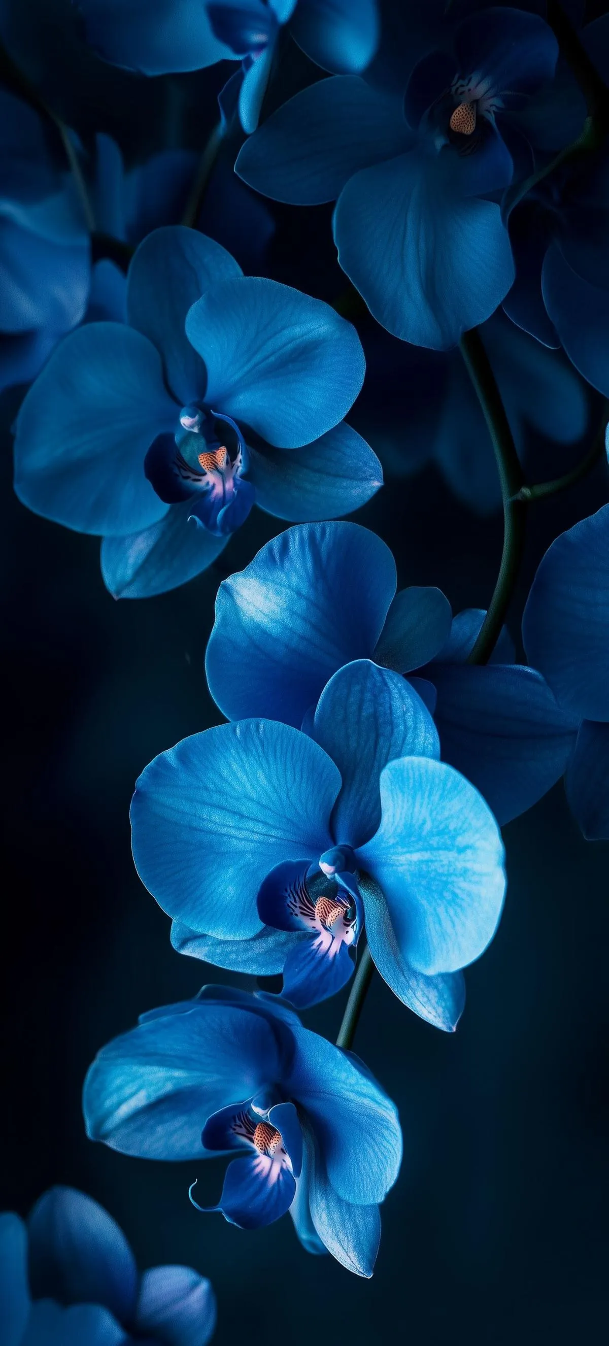 Elegant Blue Orchids Blooming on Black Background Wallpaper