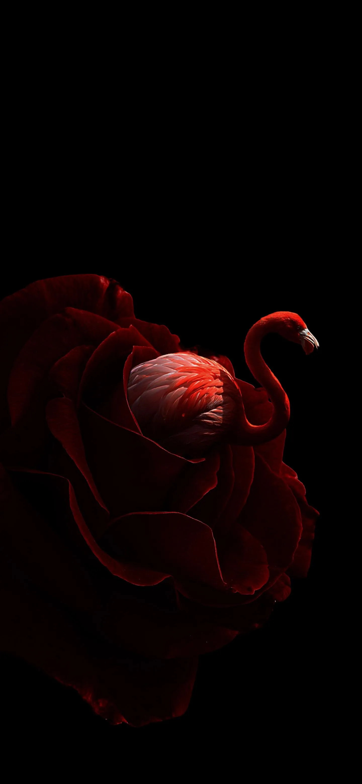Elegant Flamingo Bloom Merging Nature and Grace Wallpaper
