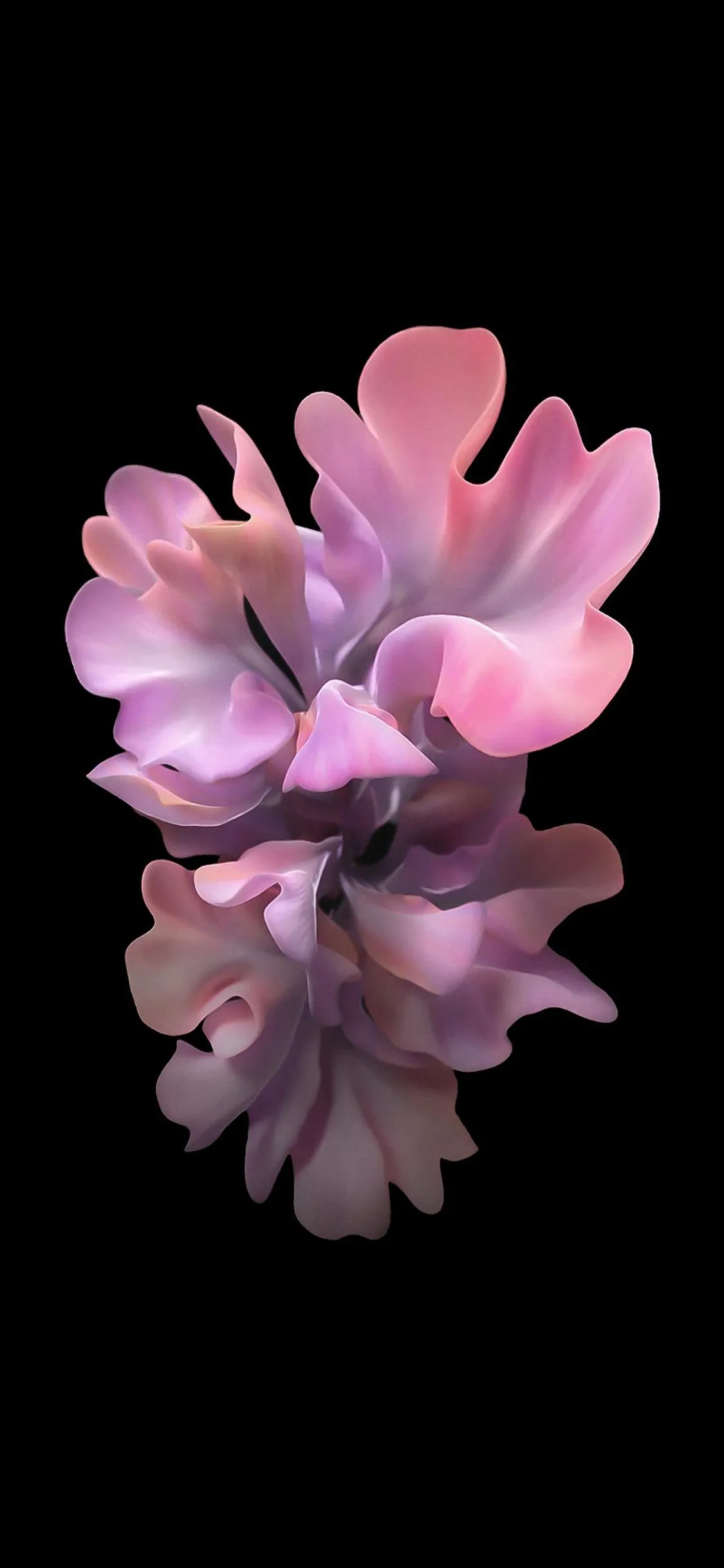 Elegant Pink Blossoms Floating Against Black Space