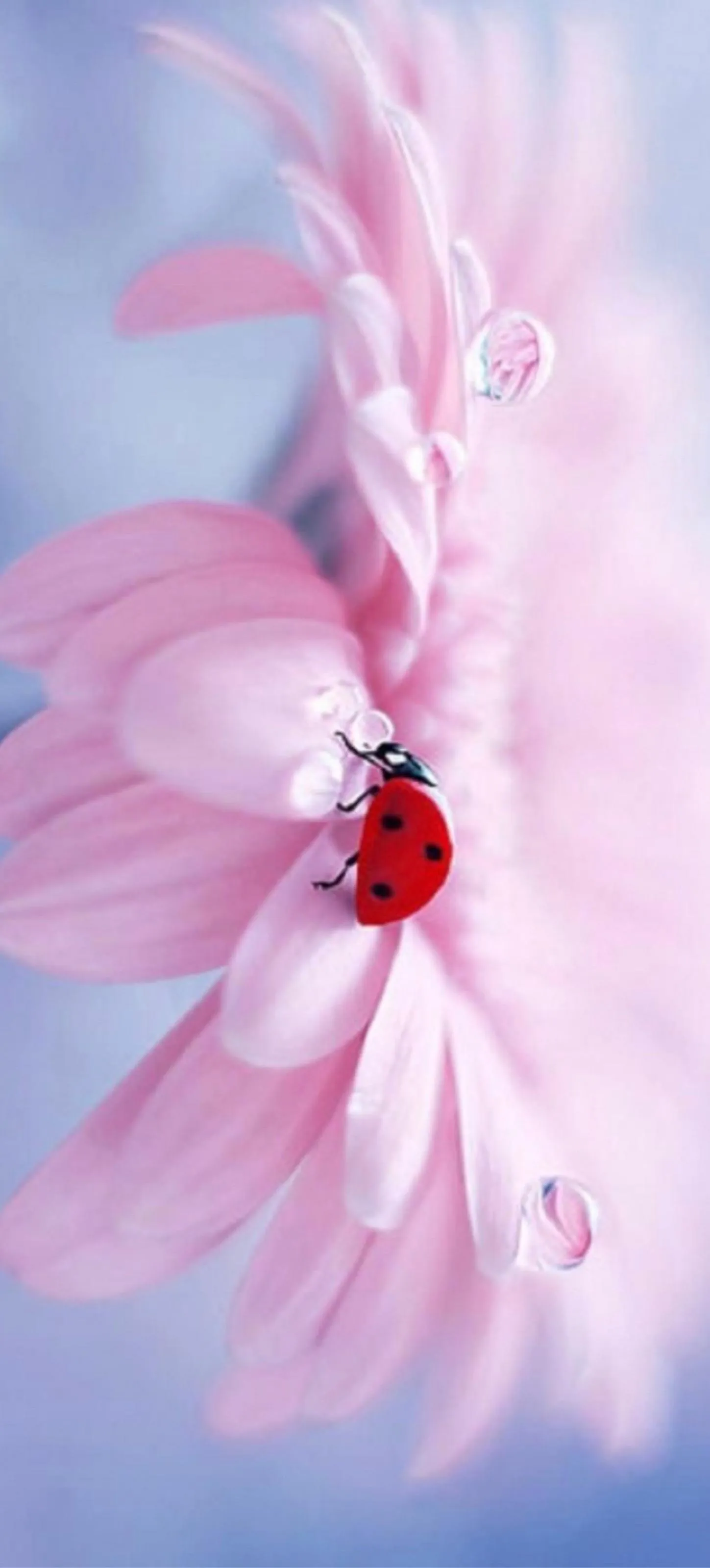 Elegant Pink Flower Bloom Close Up Free HD Wallpaper