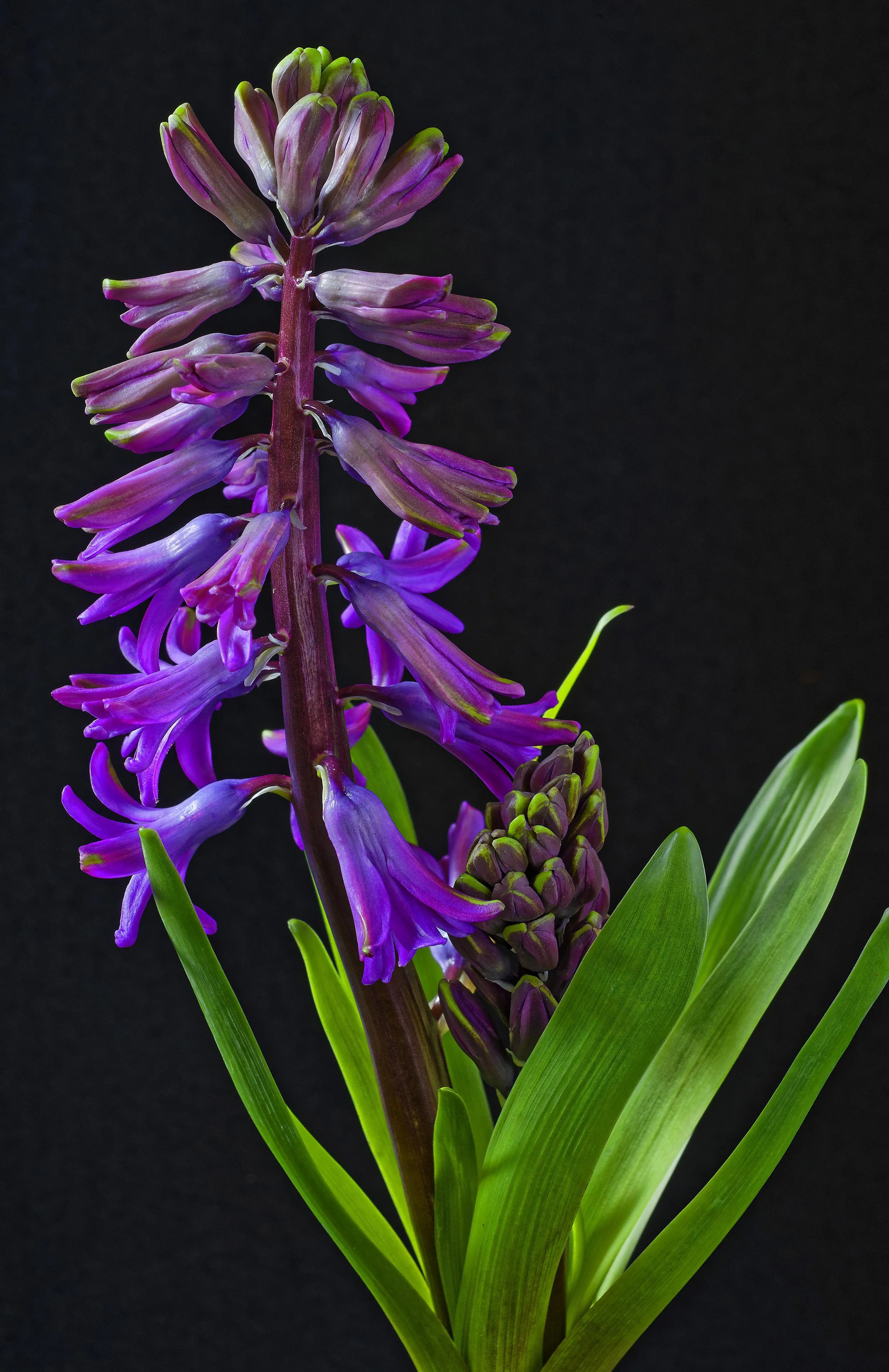 Elegant Purple Flower Standing Tall in Gentle Soft Light