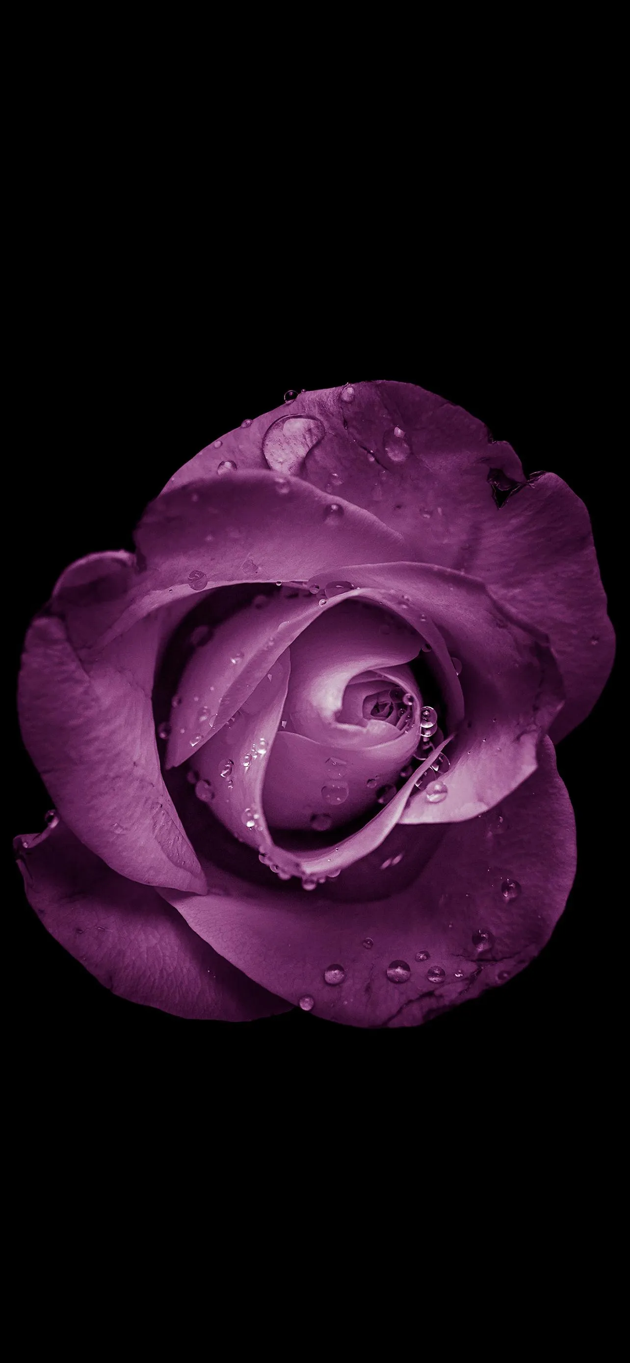 Elegant Purple Rose on Black Background Mobile Art