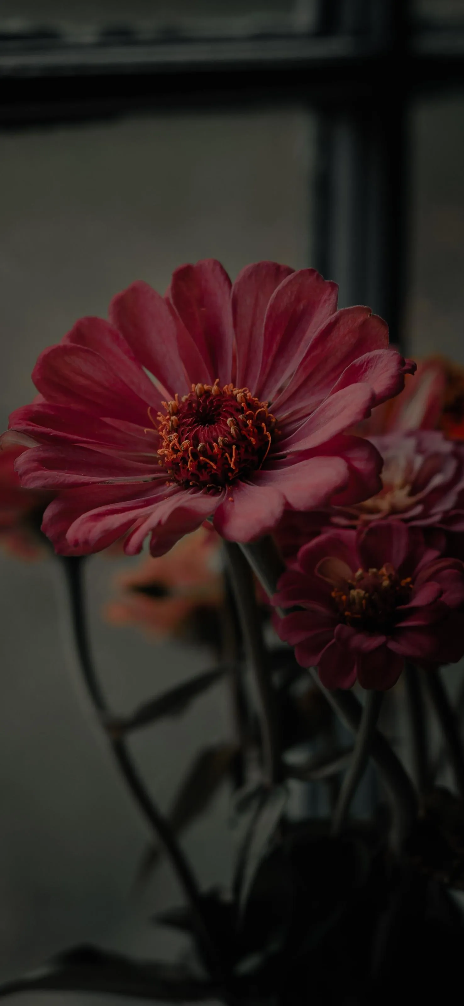Elegant Red Flower in Dark Dramatic Lighting Wallpaper