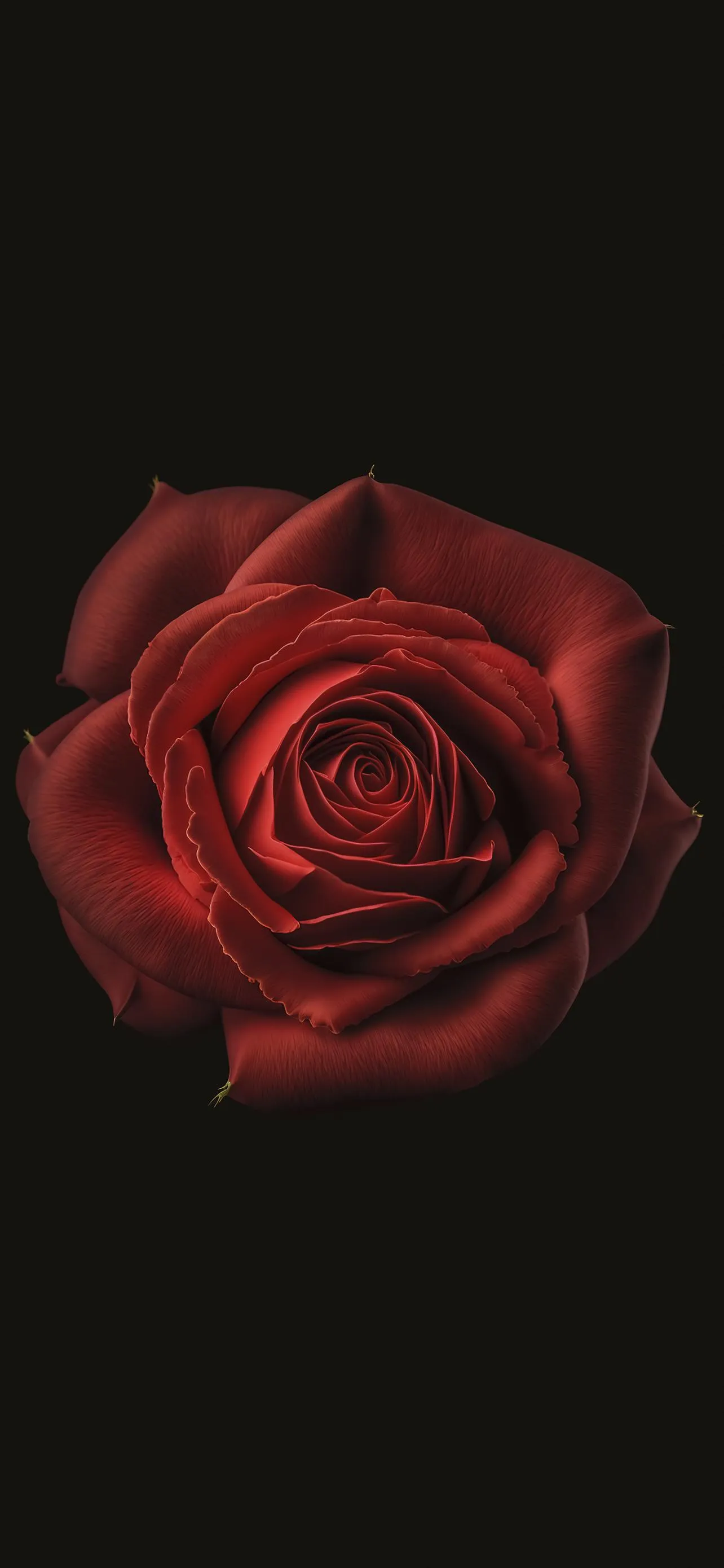 Elegant Red Rose in Dark Minimalistic Composition Wallpaper