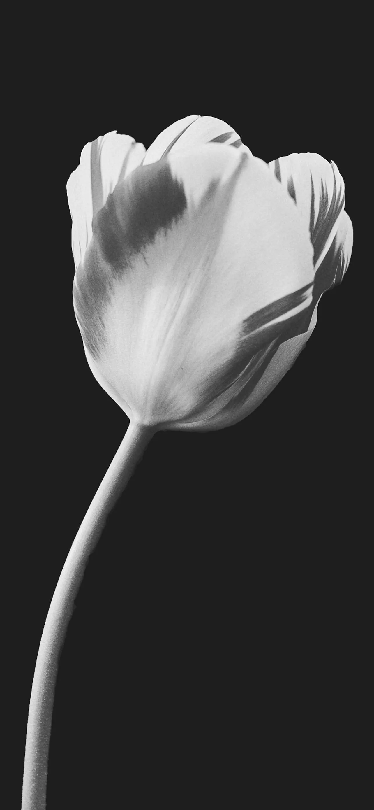 Elegant White Tulip Flower Minimal Phone Wallpaper