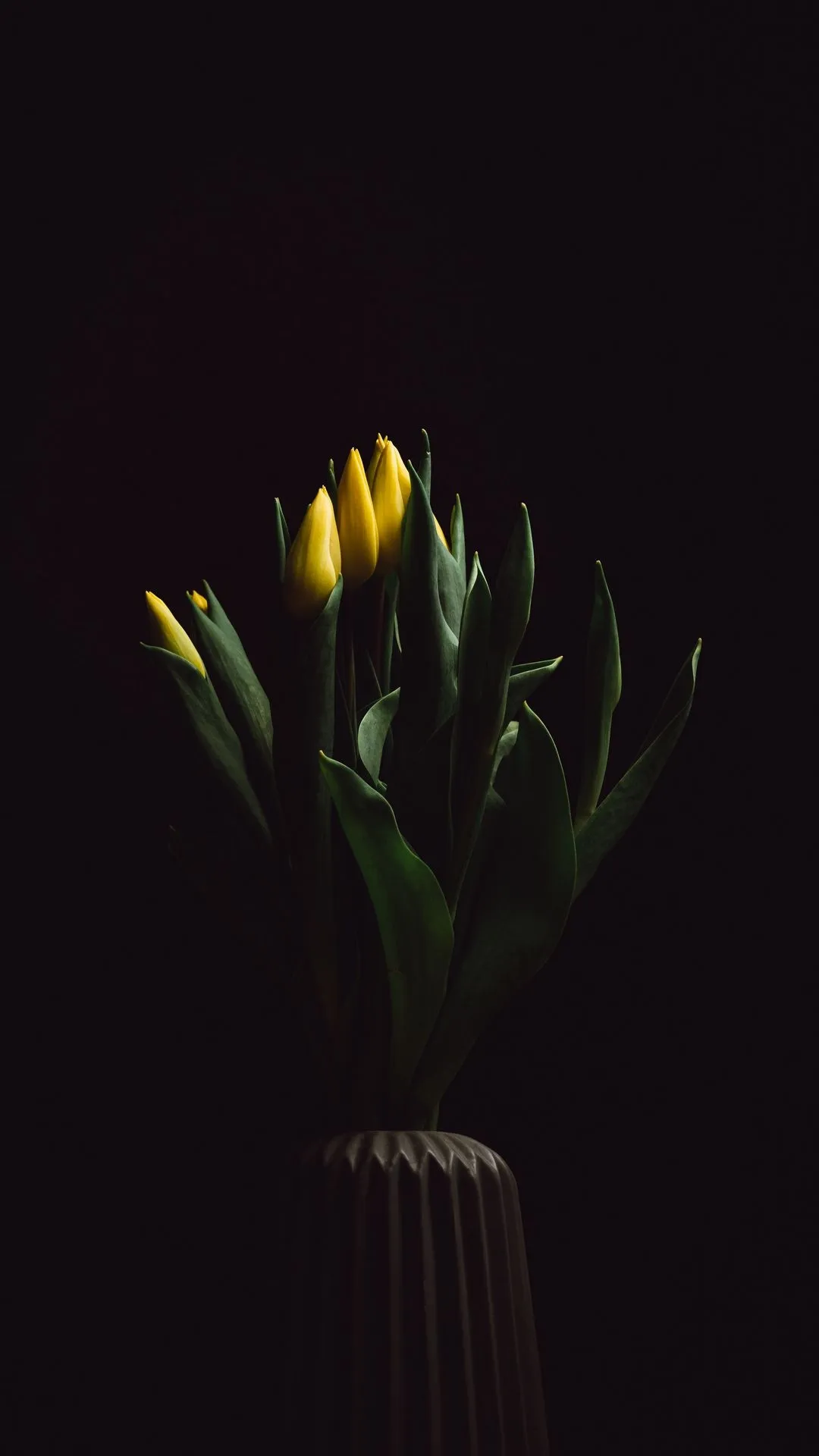 Elegant Yellow Flower Illuminated in Dim Light Wallpaper
