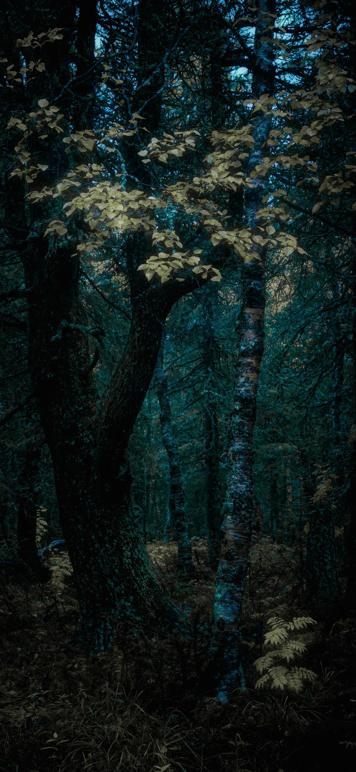 Enchanted Forest Path with Glowing Trees and Fog Effect
