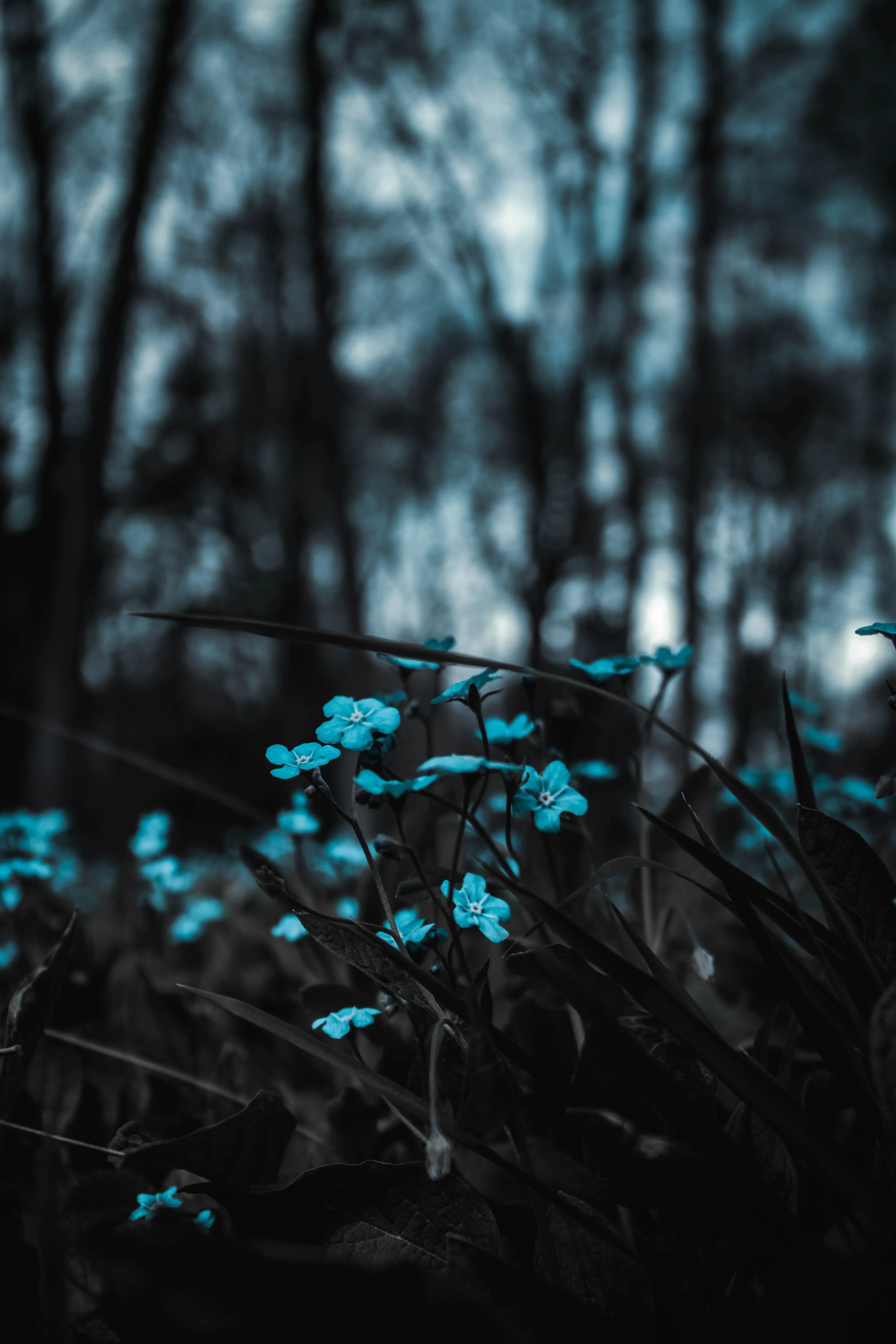 Enchanting Blue Wildflowers Bloom in the Forest Shade