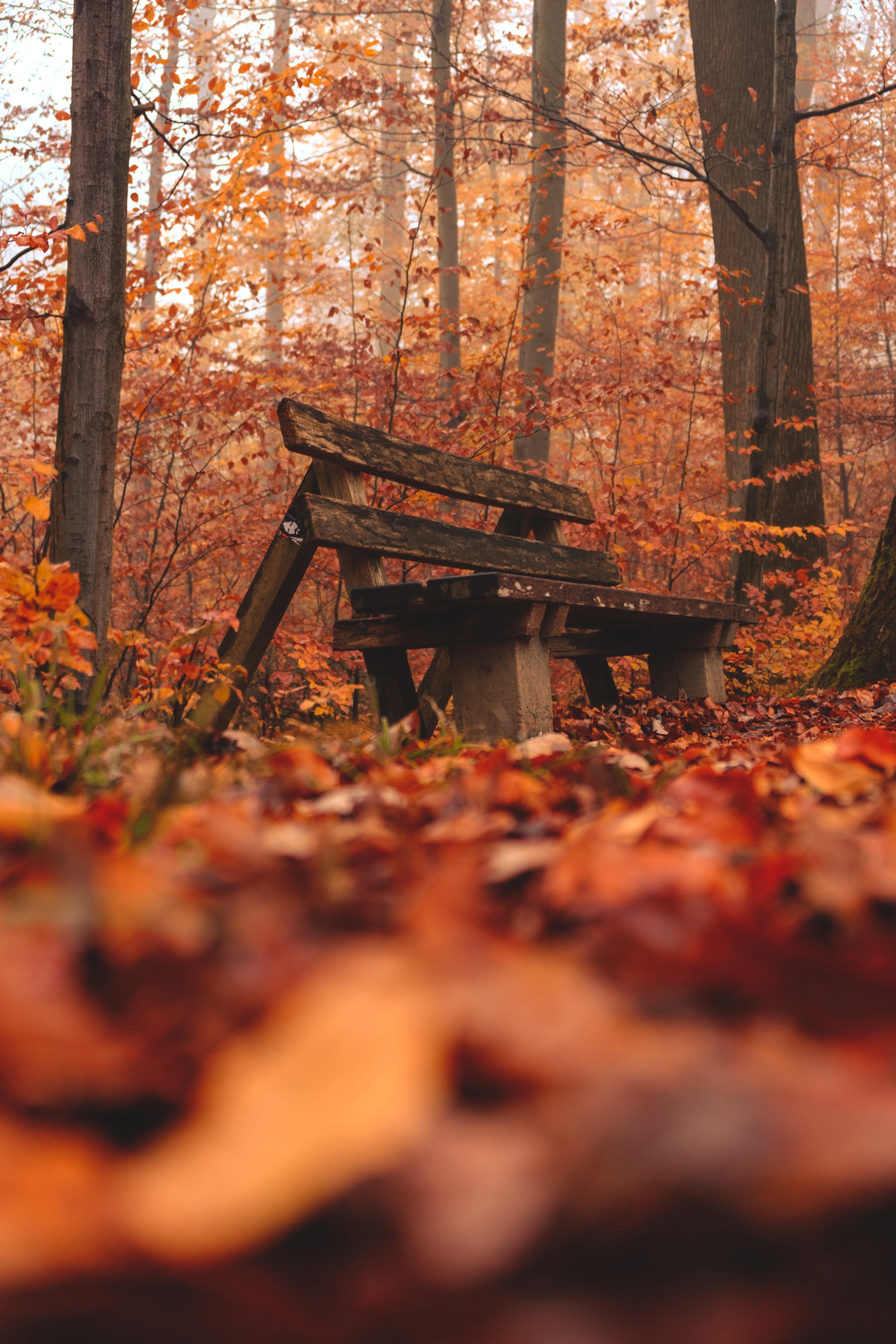 Fallen Autumn Leaves Covering Forest Floor in Light