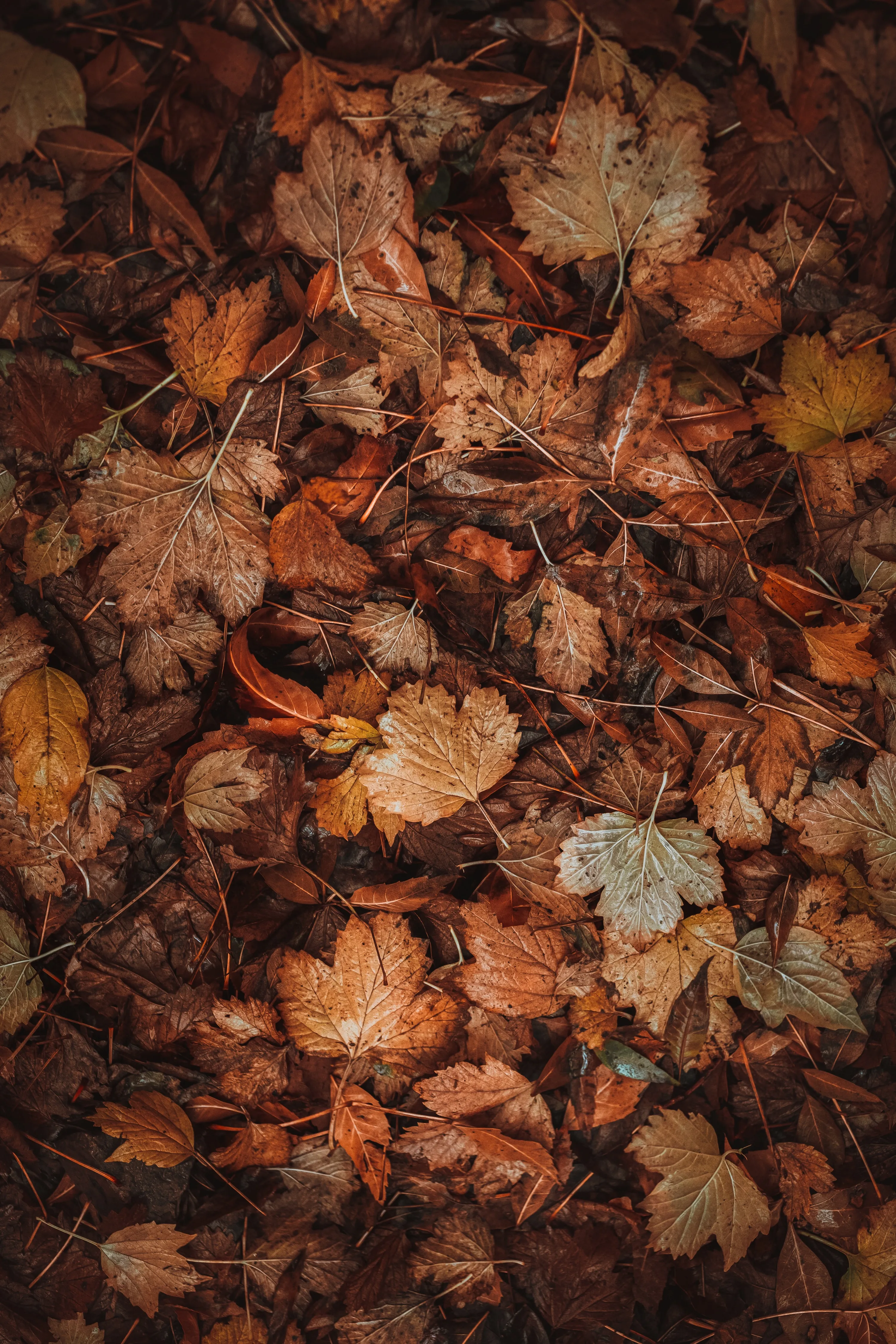 Fallen Autumn Leaves Covering the Forest Ground Wallpaper