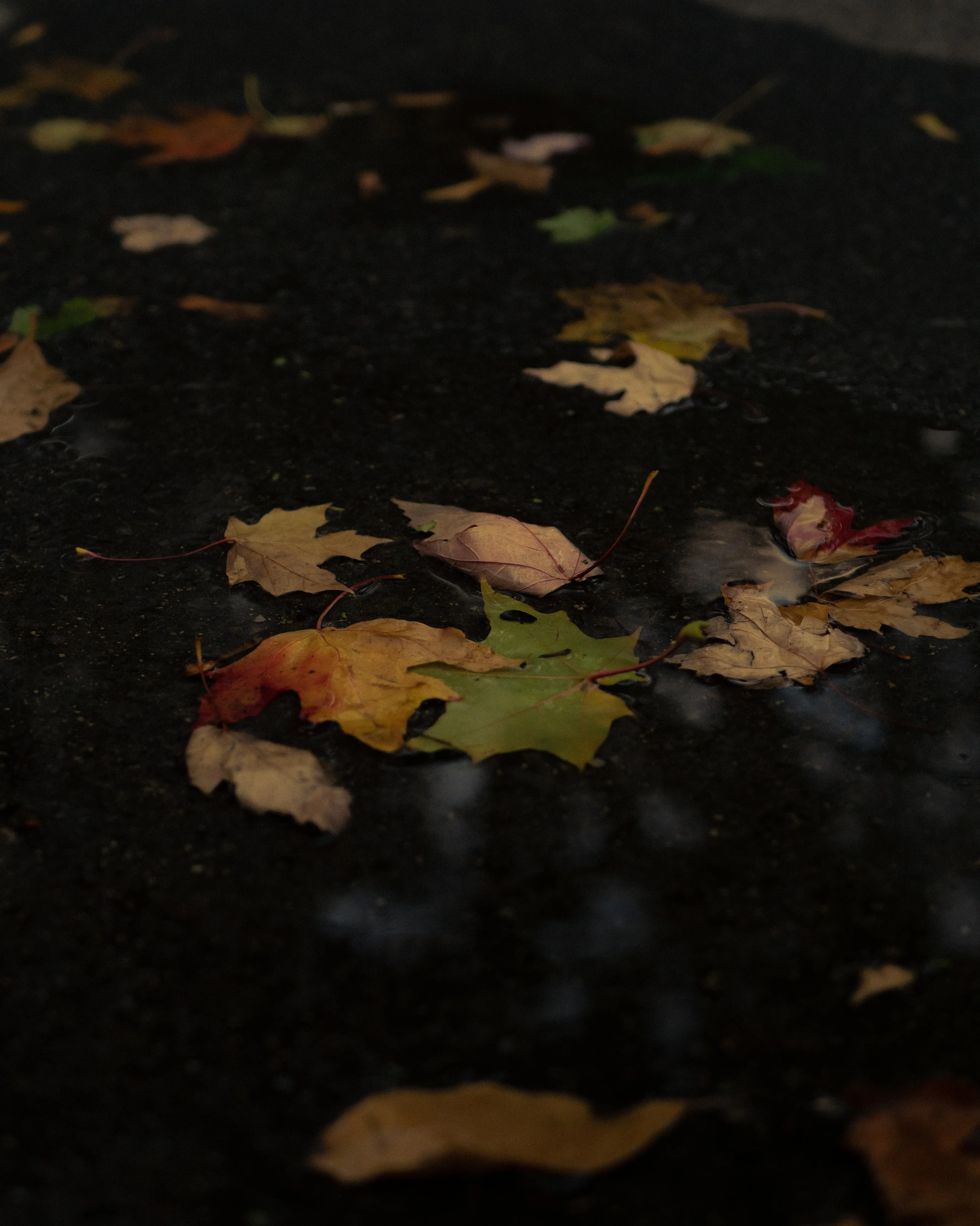 Fallen Autumn Leaves Floating on Wet Forest Ground HD Image