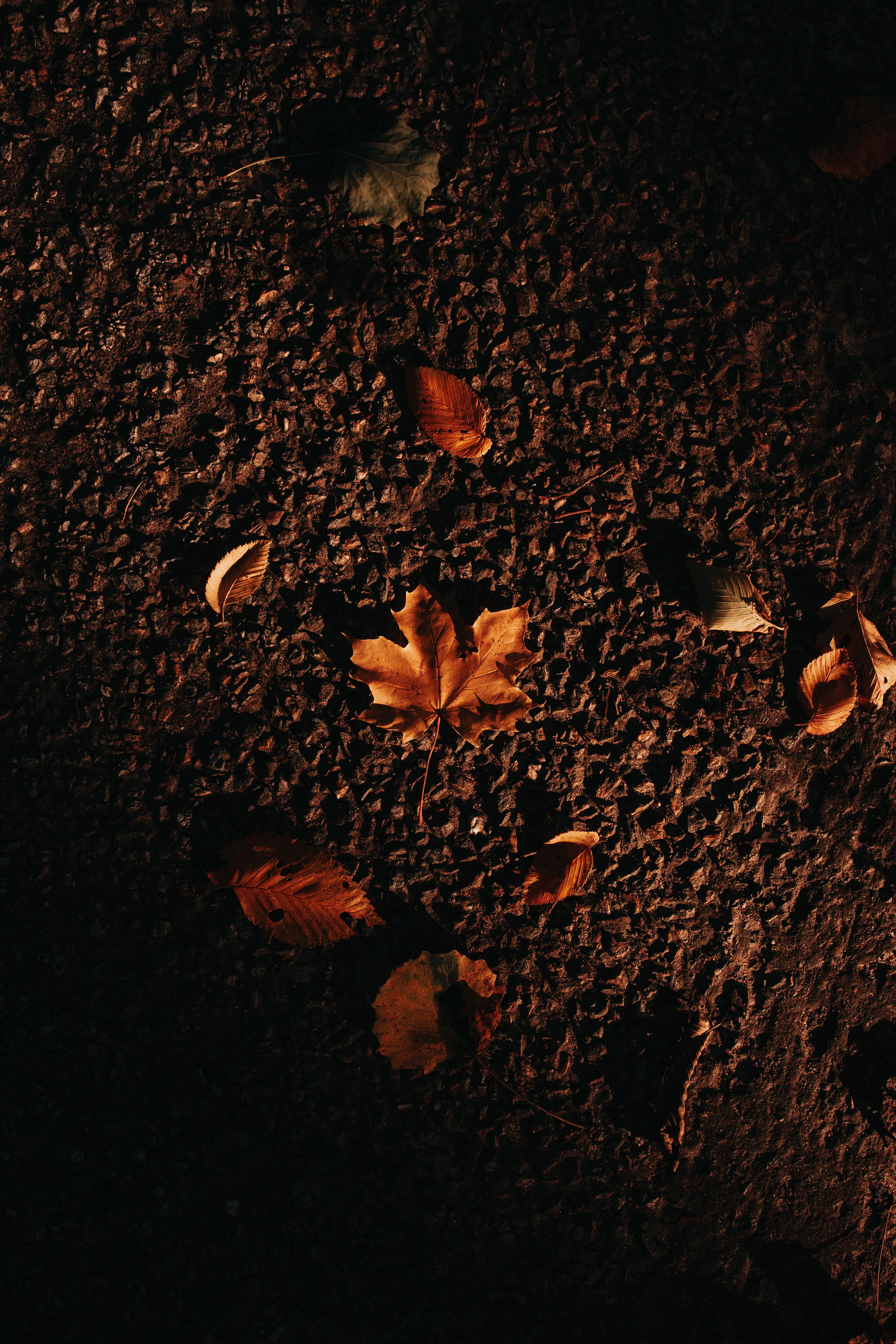 Fallen Autumn Leaves on Dark Forest Ground Wallpaper