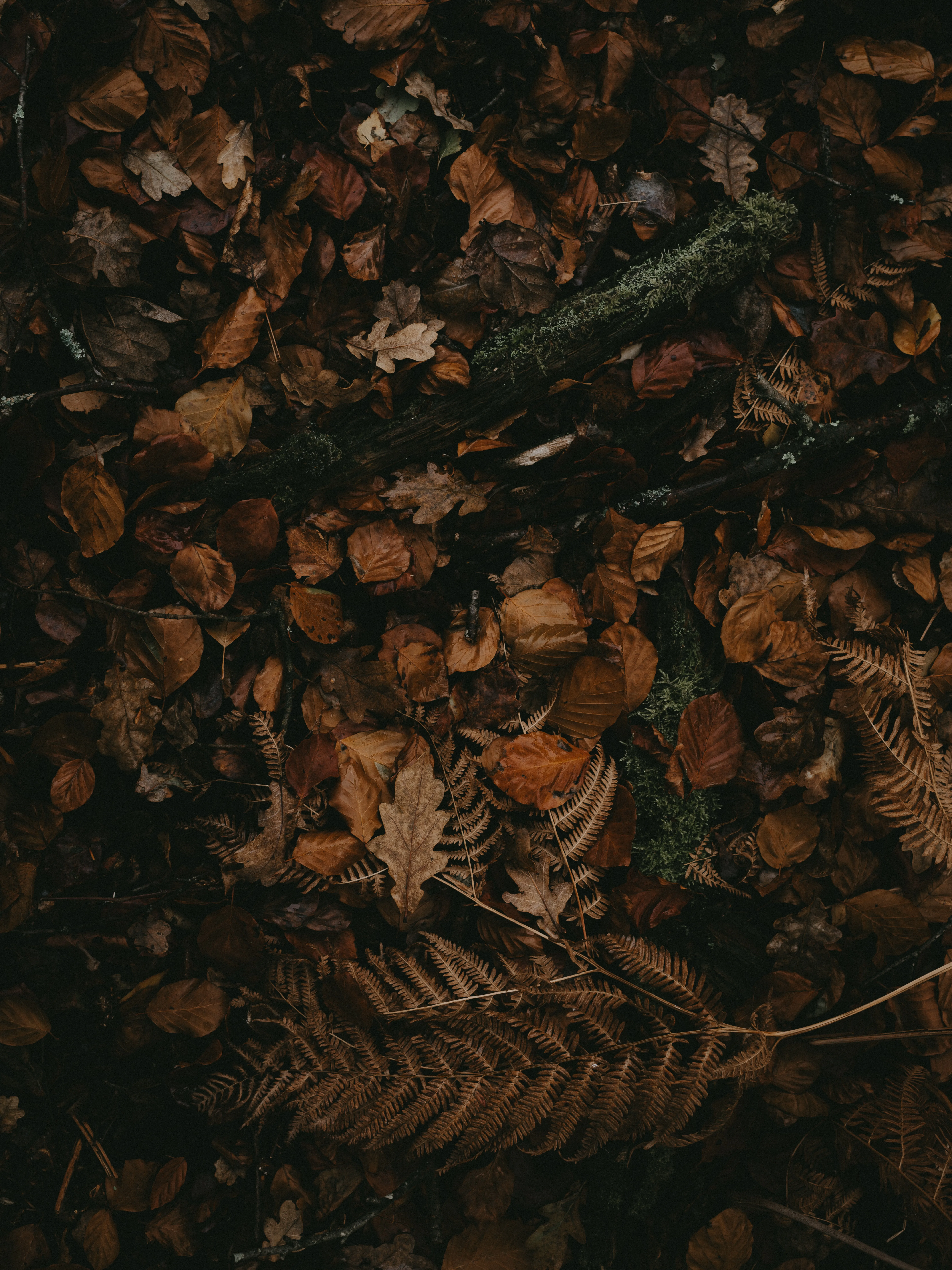 Fallen Brown Leaves Covering the Forest Ground Wallpaper