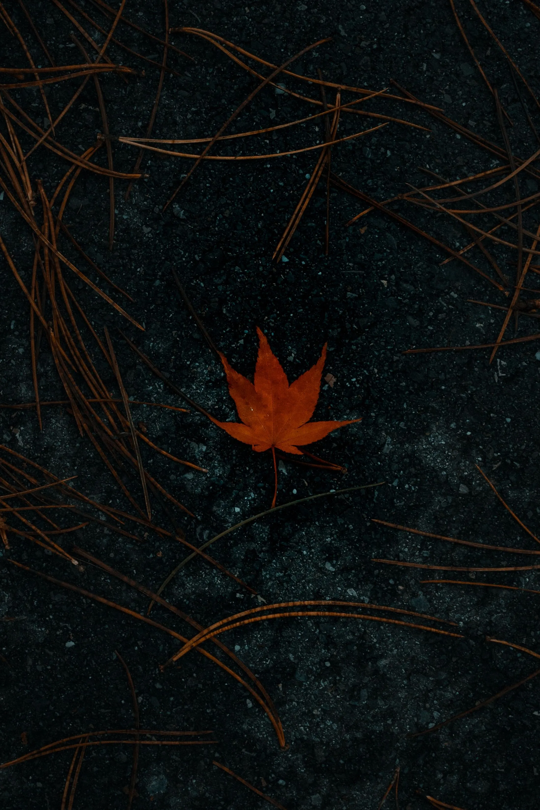 Fallen Leaf in Autumn Forest Dark Background Wallpaper