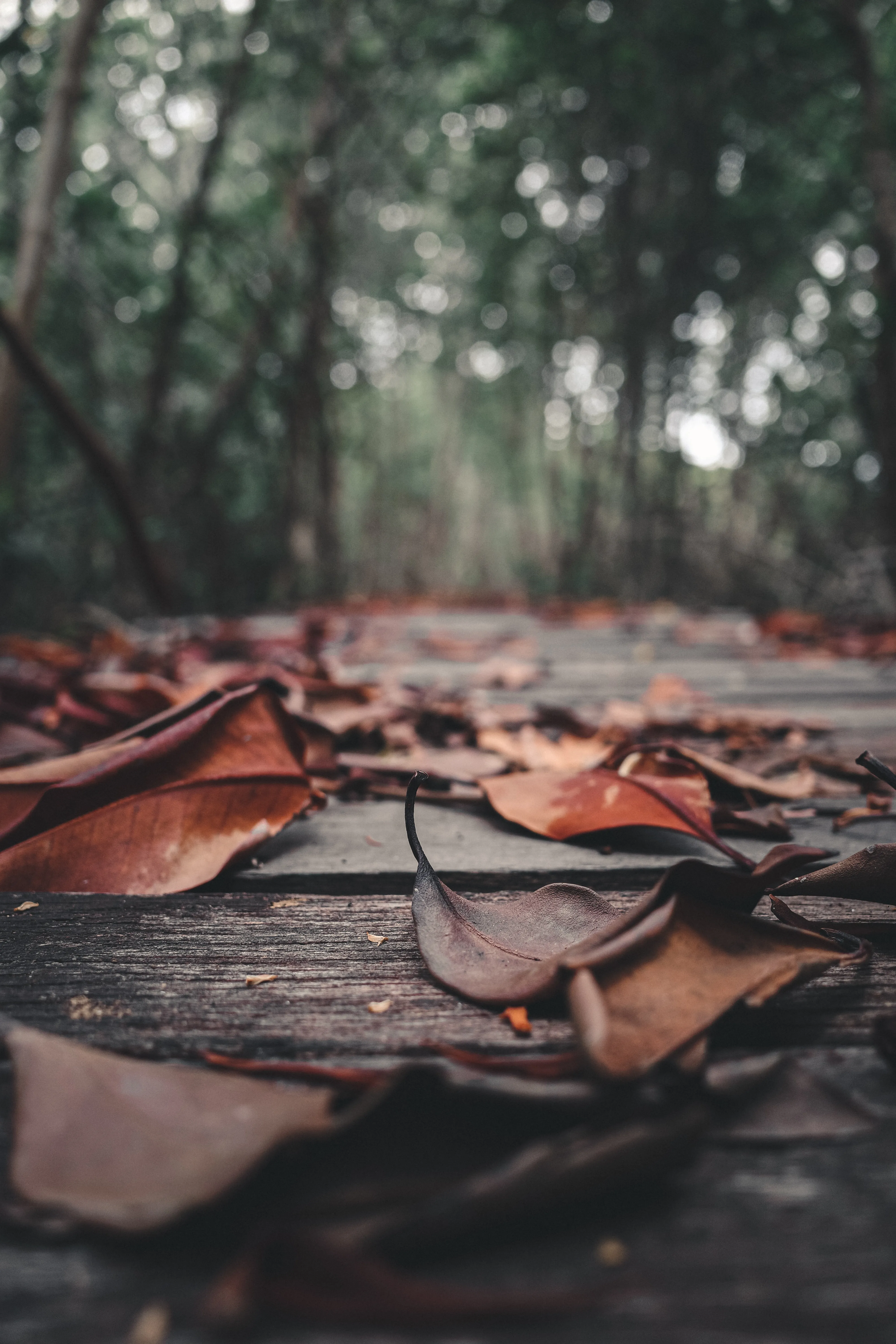 Fallen Leaves and Wet Ground Nature Mobile Wallpaper