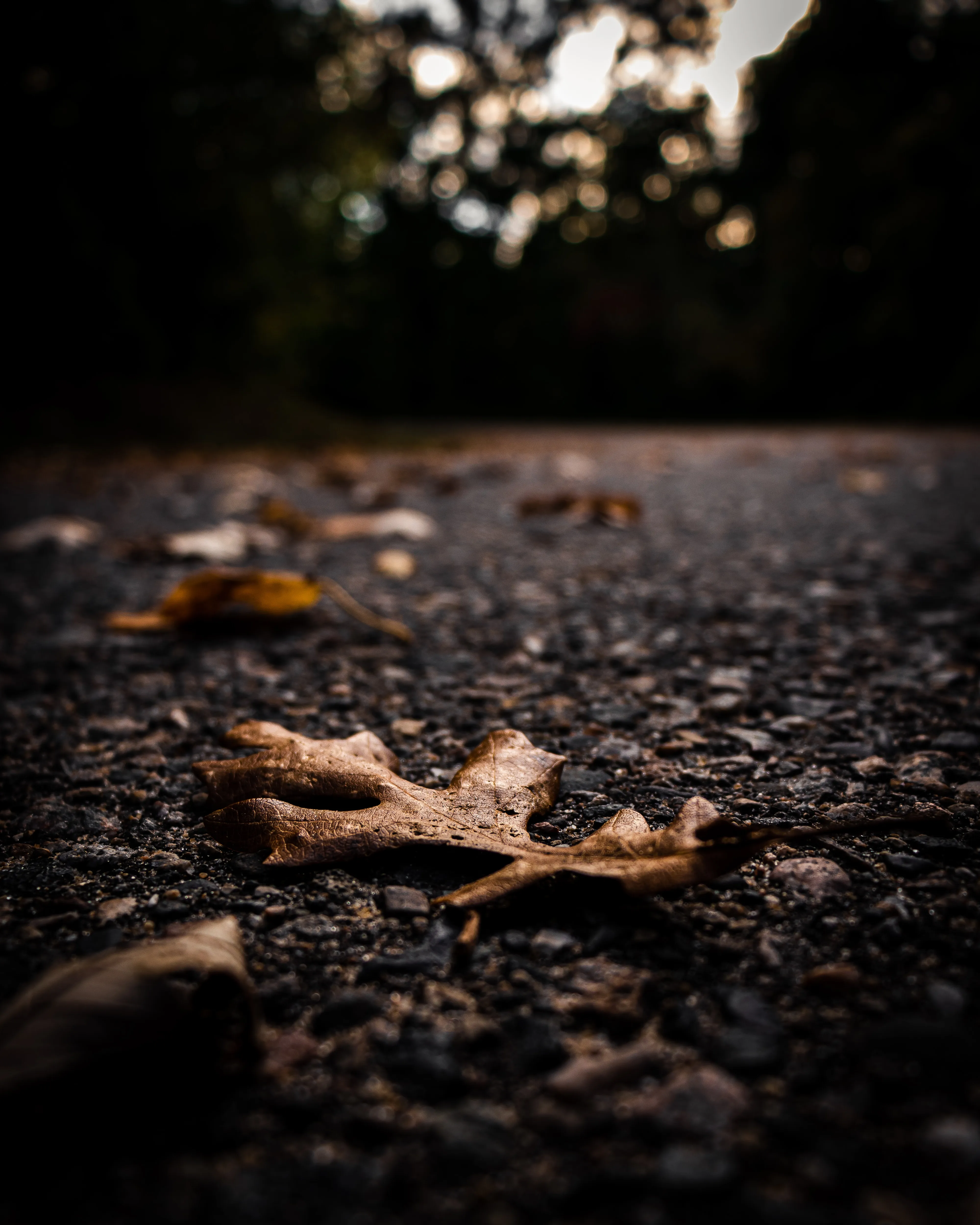 Fallen Leaves on Asphalt Road in Evening Light Wallpaper