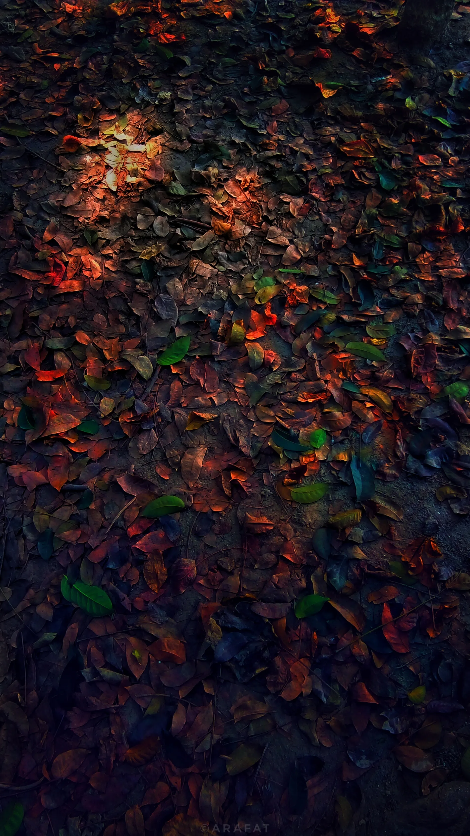 Fallen Leaves on Forest Path in Autumn Colors Wallpaper