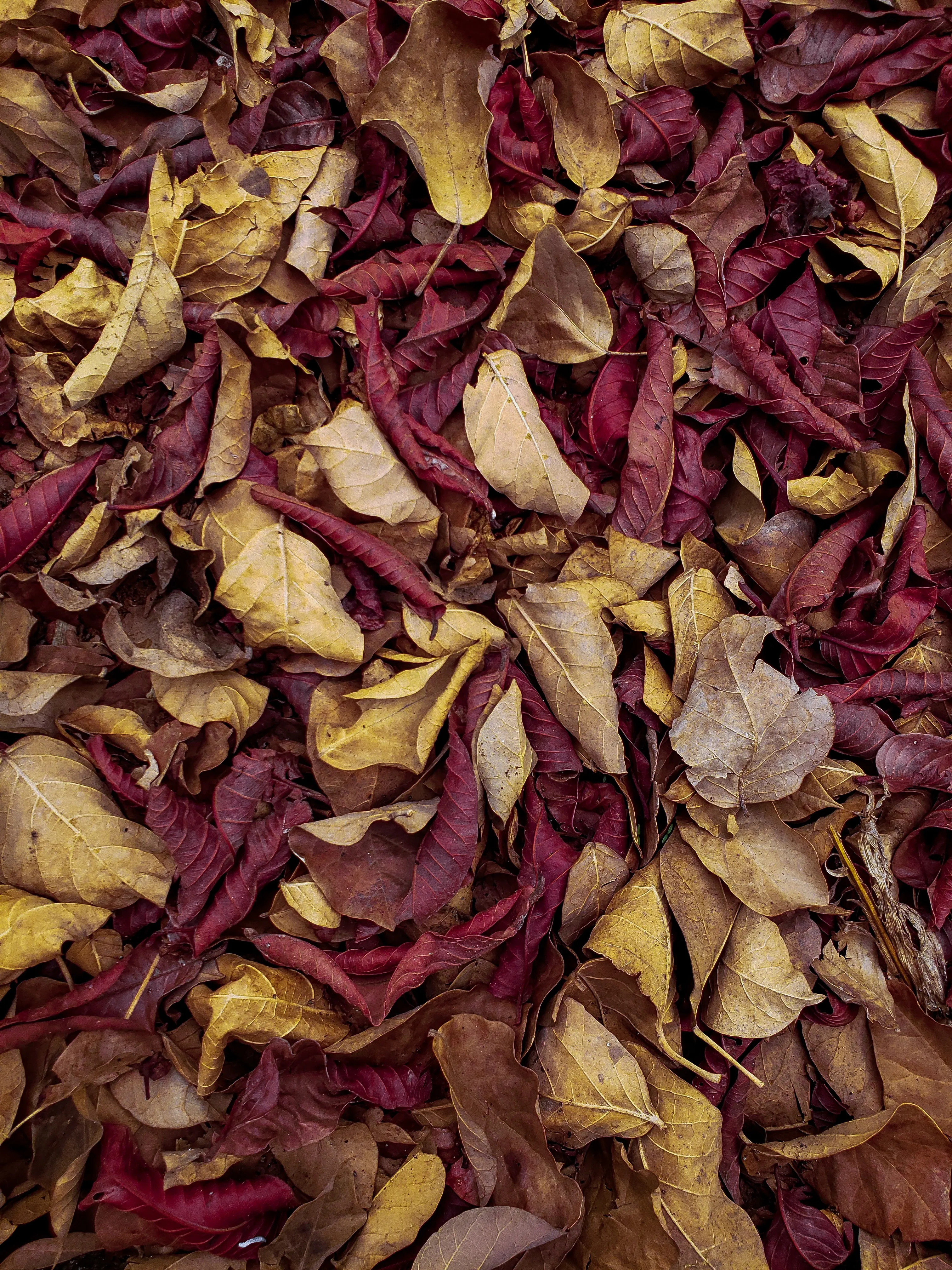 Fallen Red and Yellow Leaves Covering Forest Ground