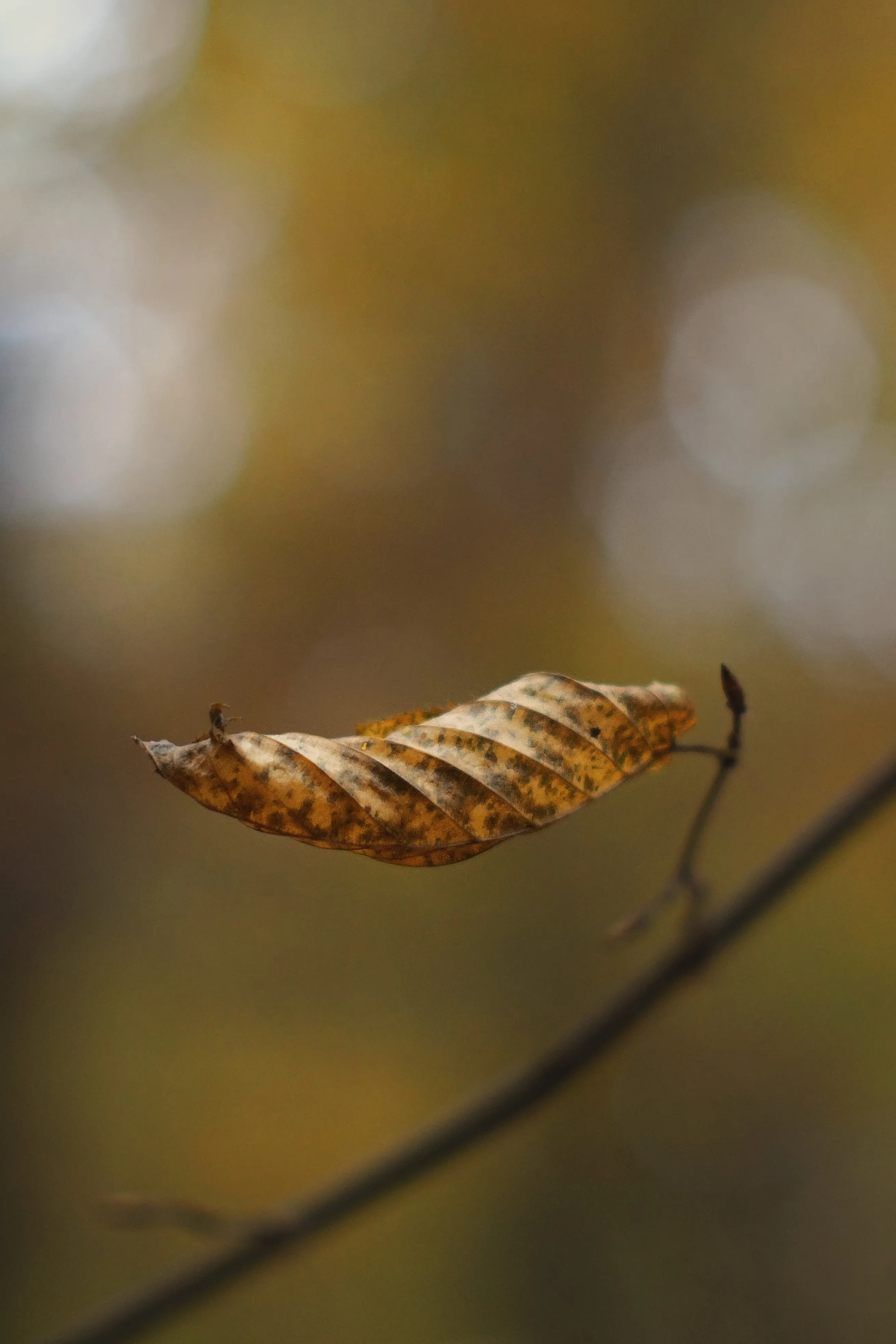 Falling Autumn Leaf in Soft Blurred Background Wallpaper