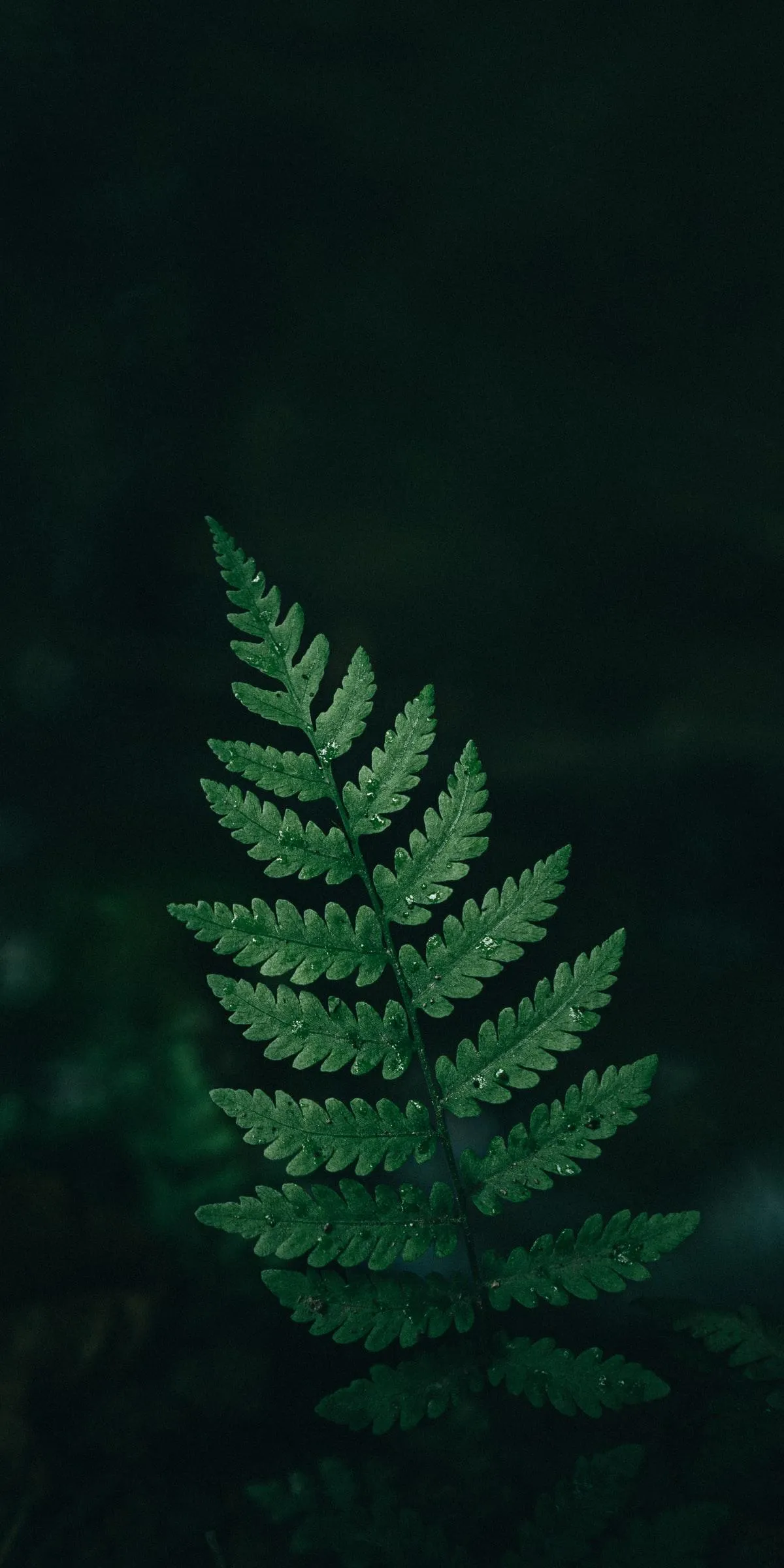 Fern Leaf in Dark Forest Setting for Nature Wallpapers