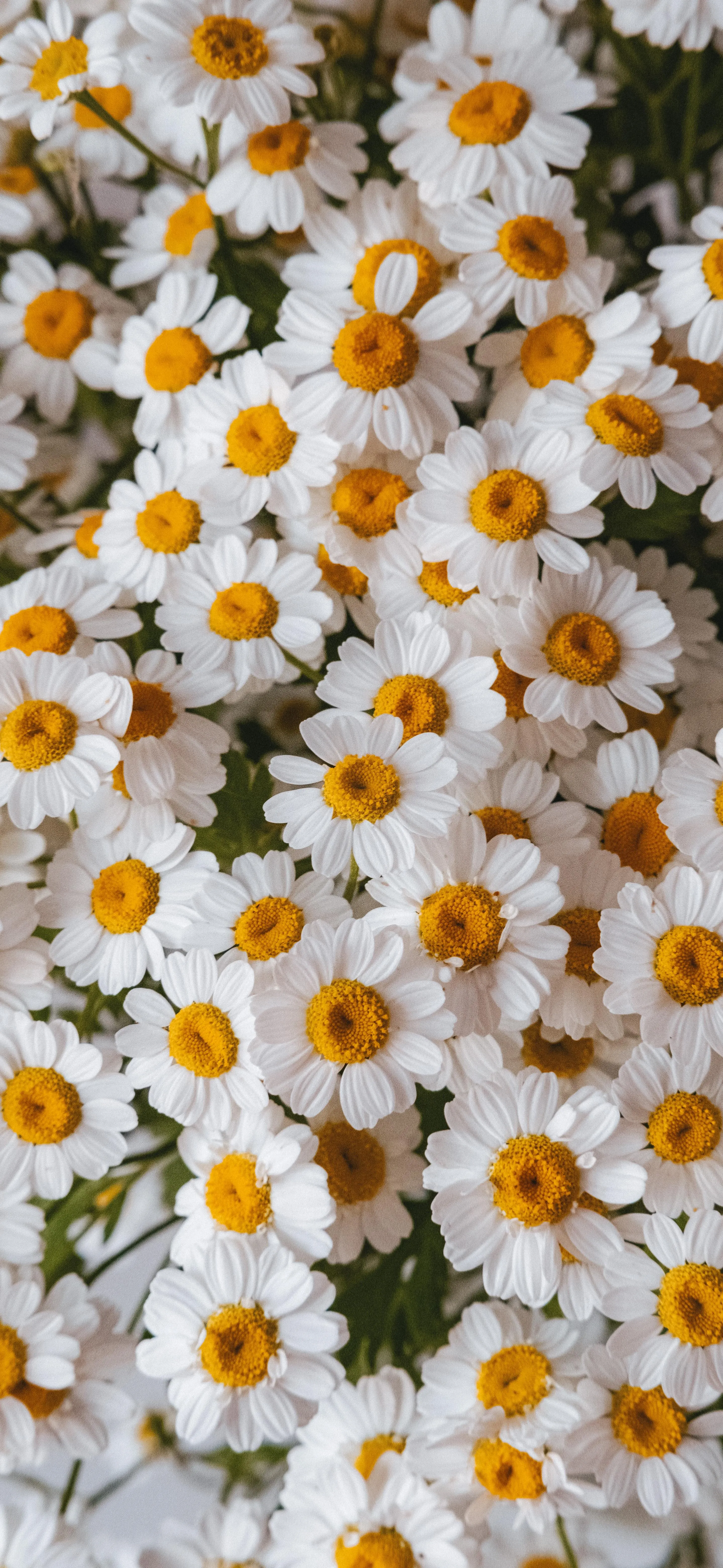 Field of White Daisies with Yellow Centers Blooming Portarit