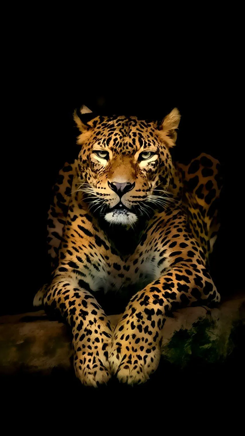 Fierce Close Up of a Leopard Looking at Camera Wallpaper