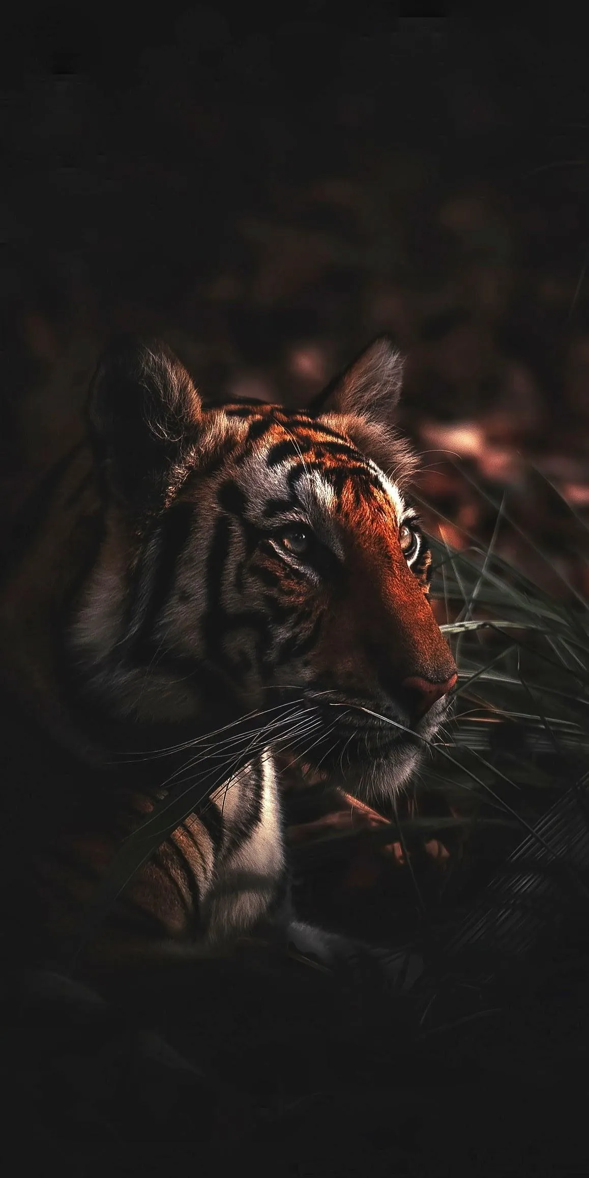 Fierce Tiger Roaring in Dark Dramatic Lighting Scene