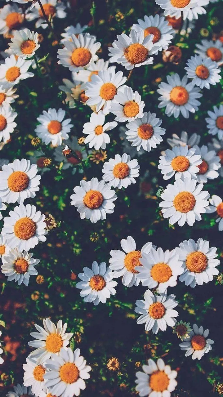 Floral Daisy Pattern Bright and Fresh Mobile Wallpaper