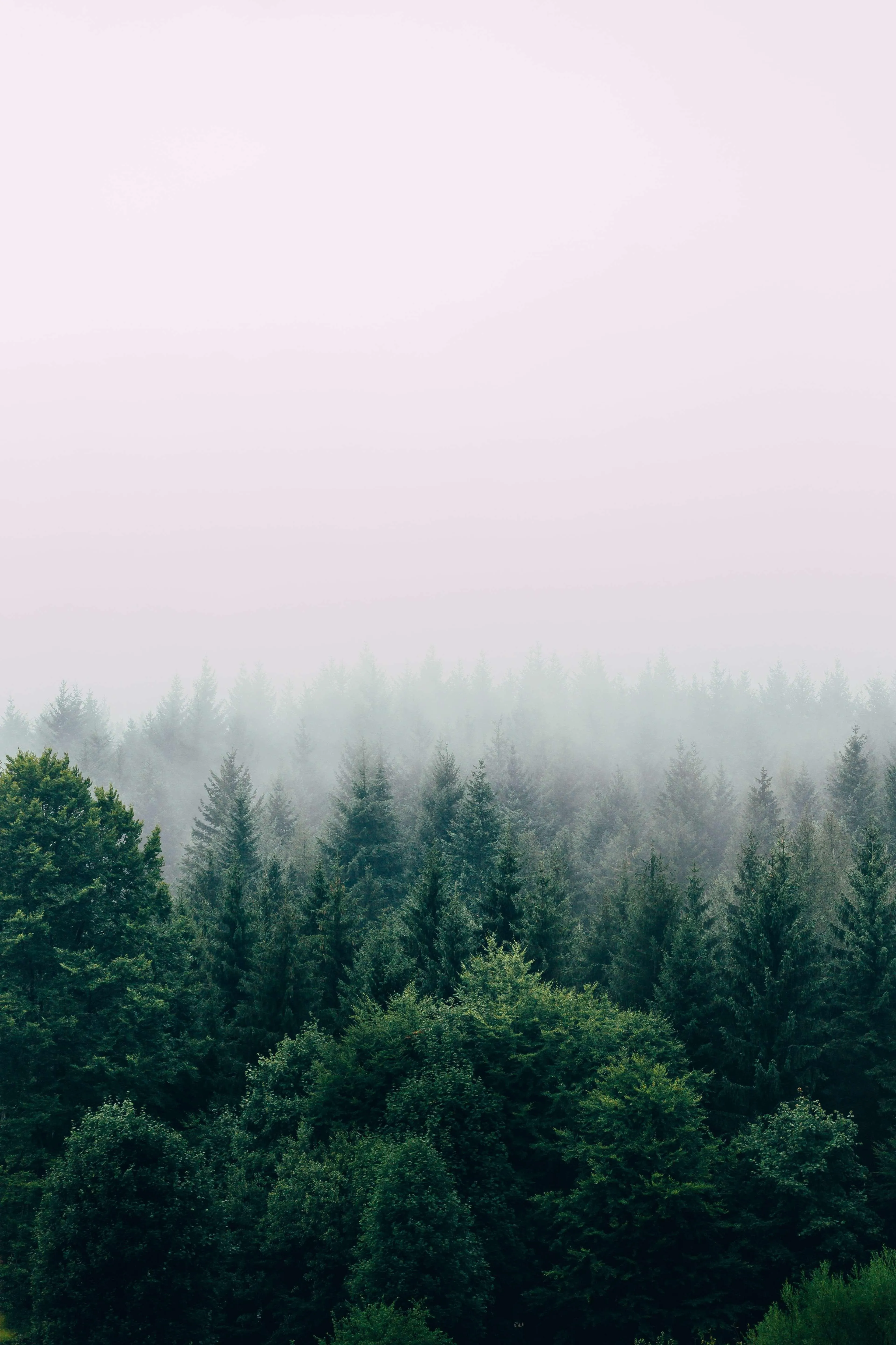 Foggy Forest Landscape with Pine Trees in Soft Light