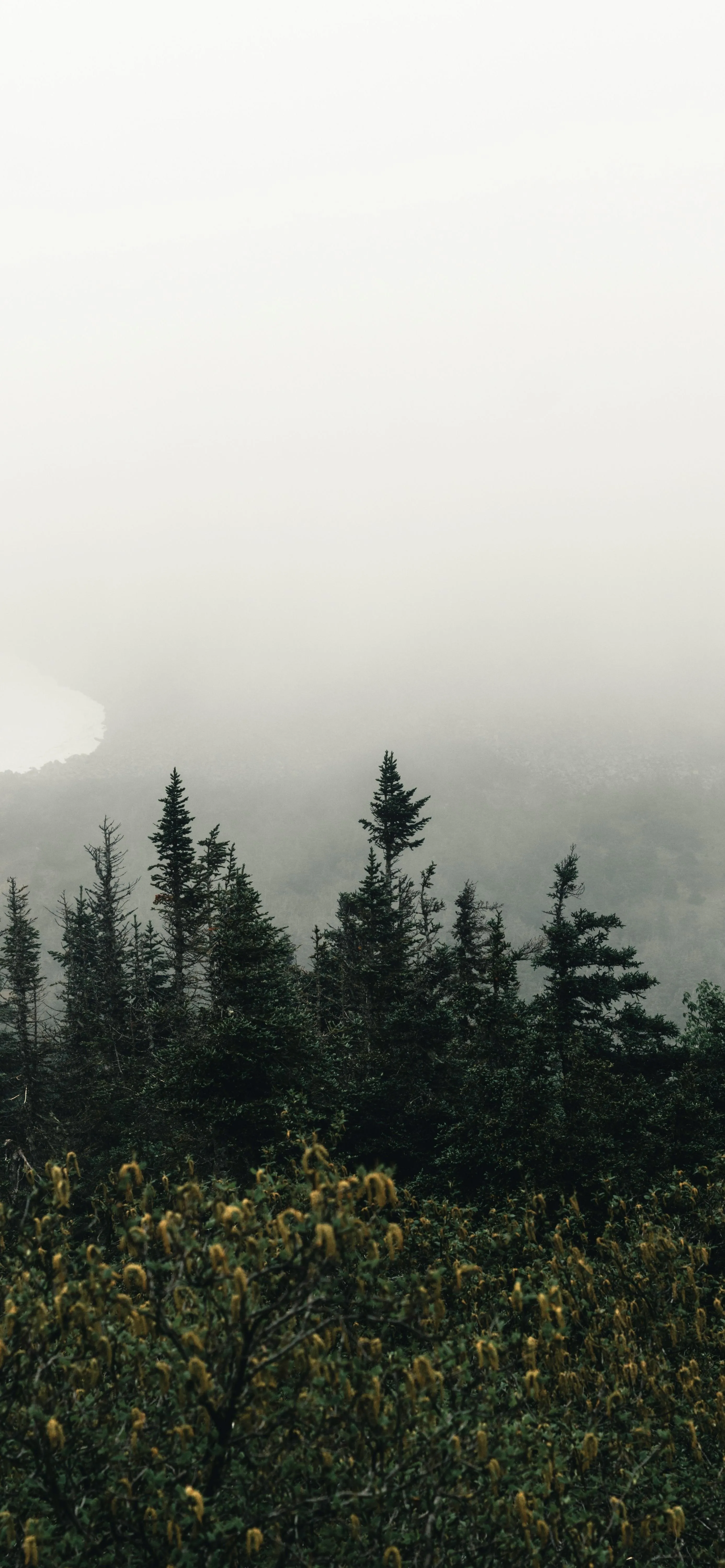 Foggy Forest Landscape with Pine Trees View HD Image