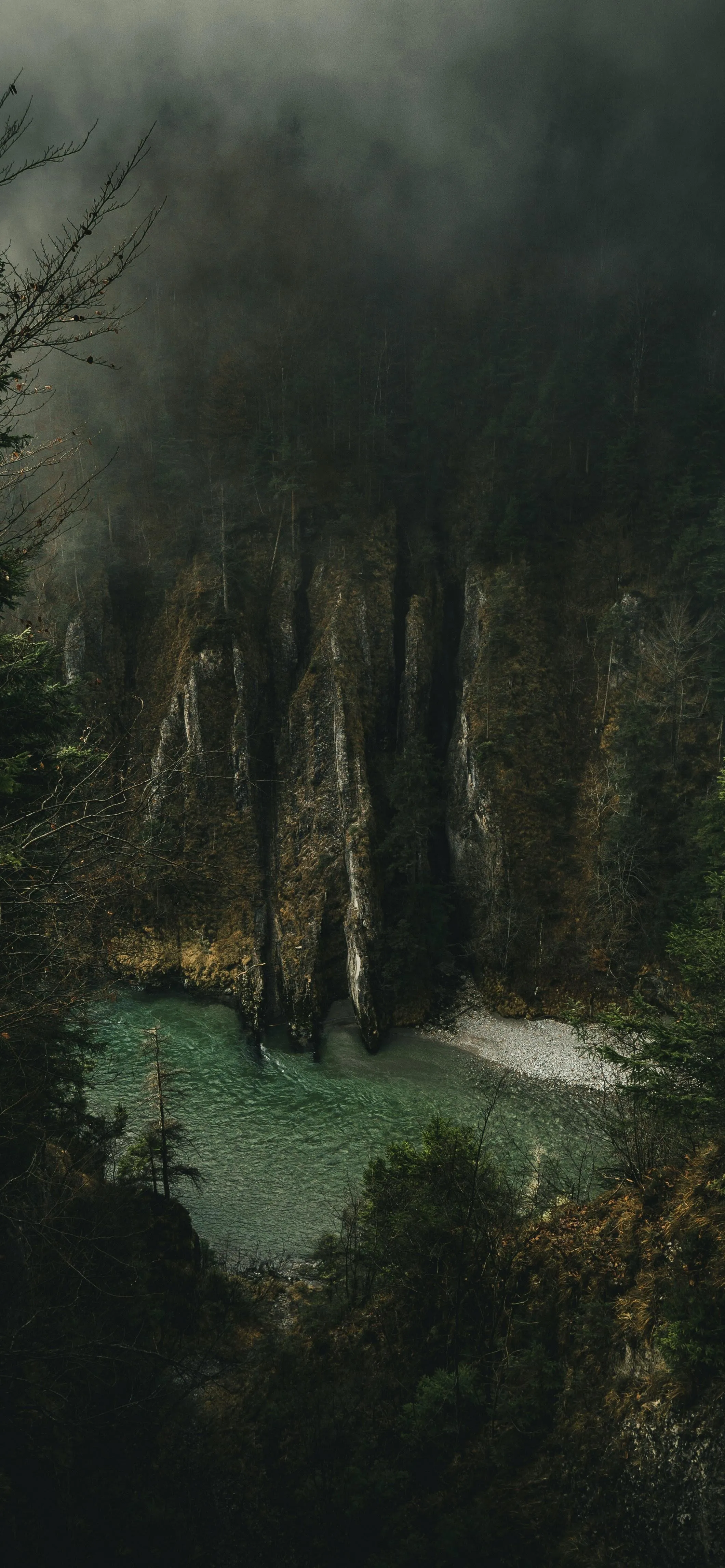 Foggy Forest Path Surrounded by Tall Trees and Greenery