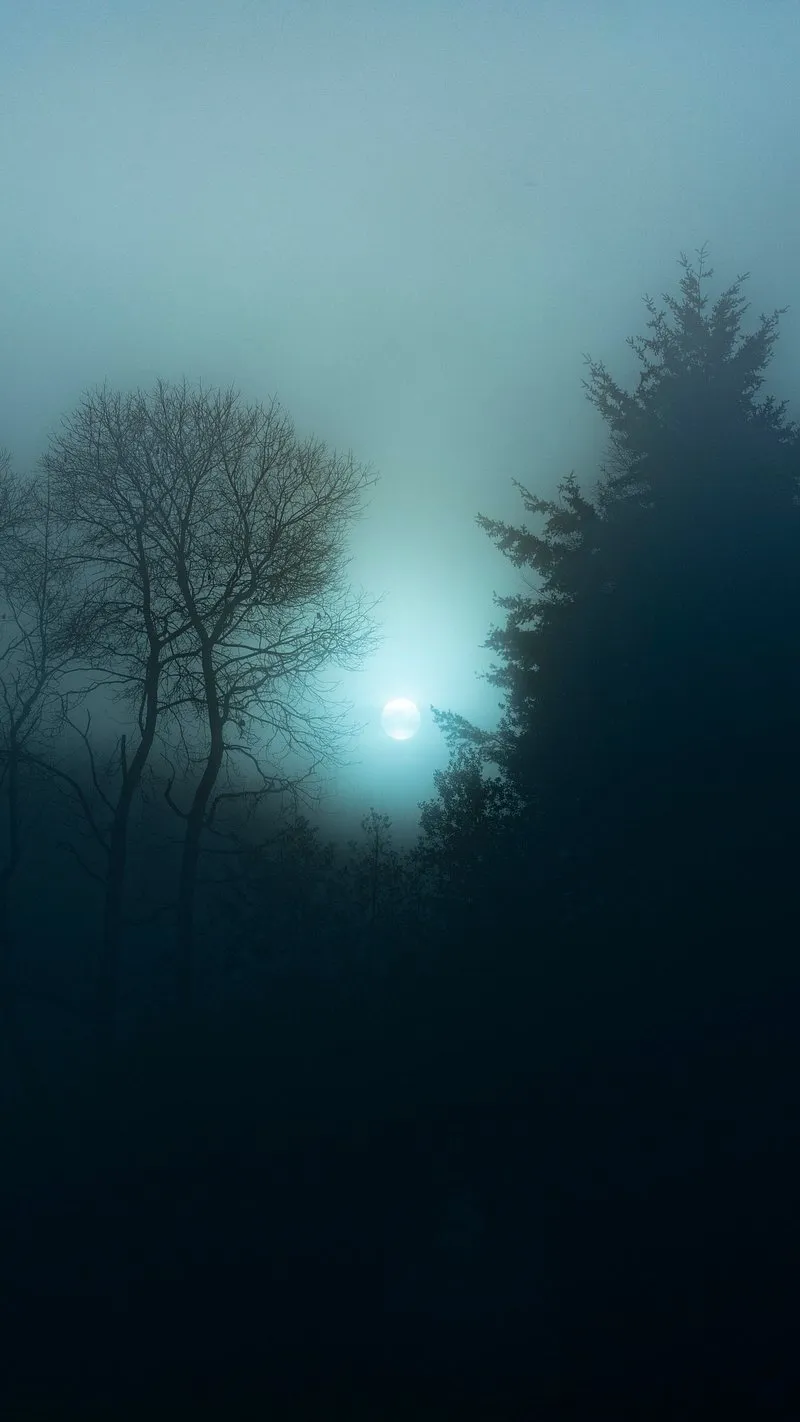 Foggy Forest Scene with Soft Teal Light Creating Mystery