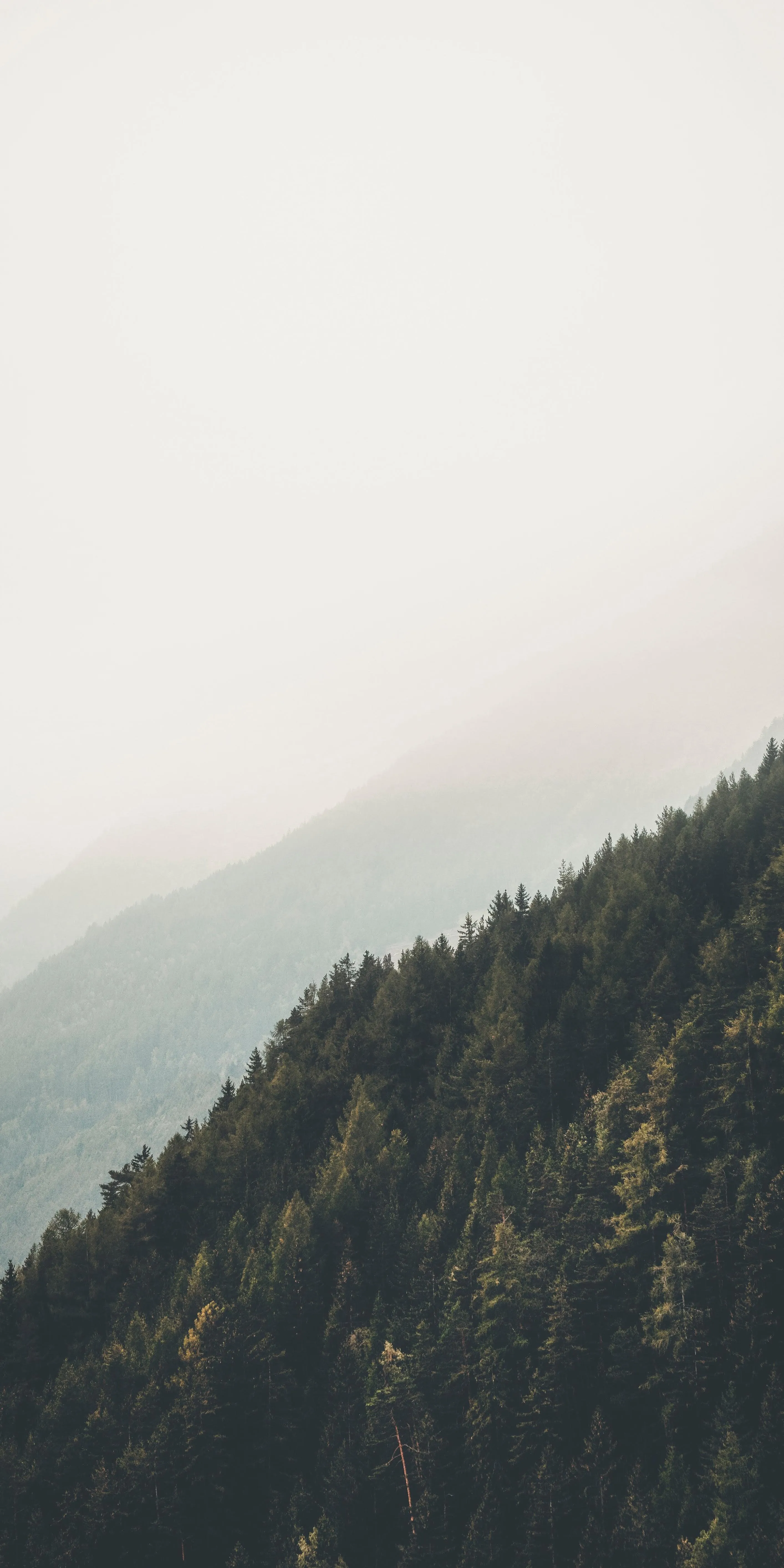 Foggy Mountain Landscape with Green Trees and Mist Image