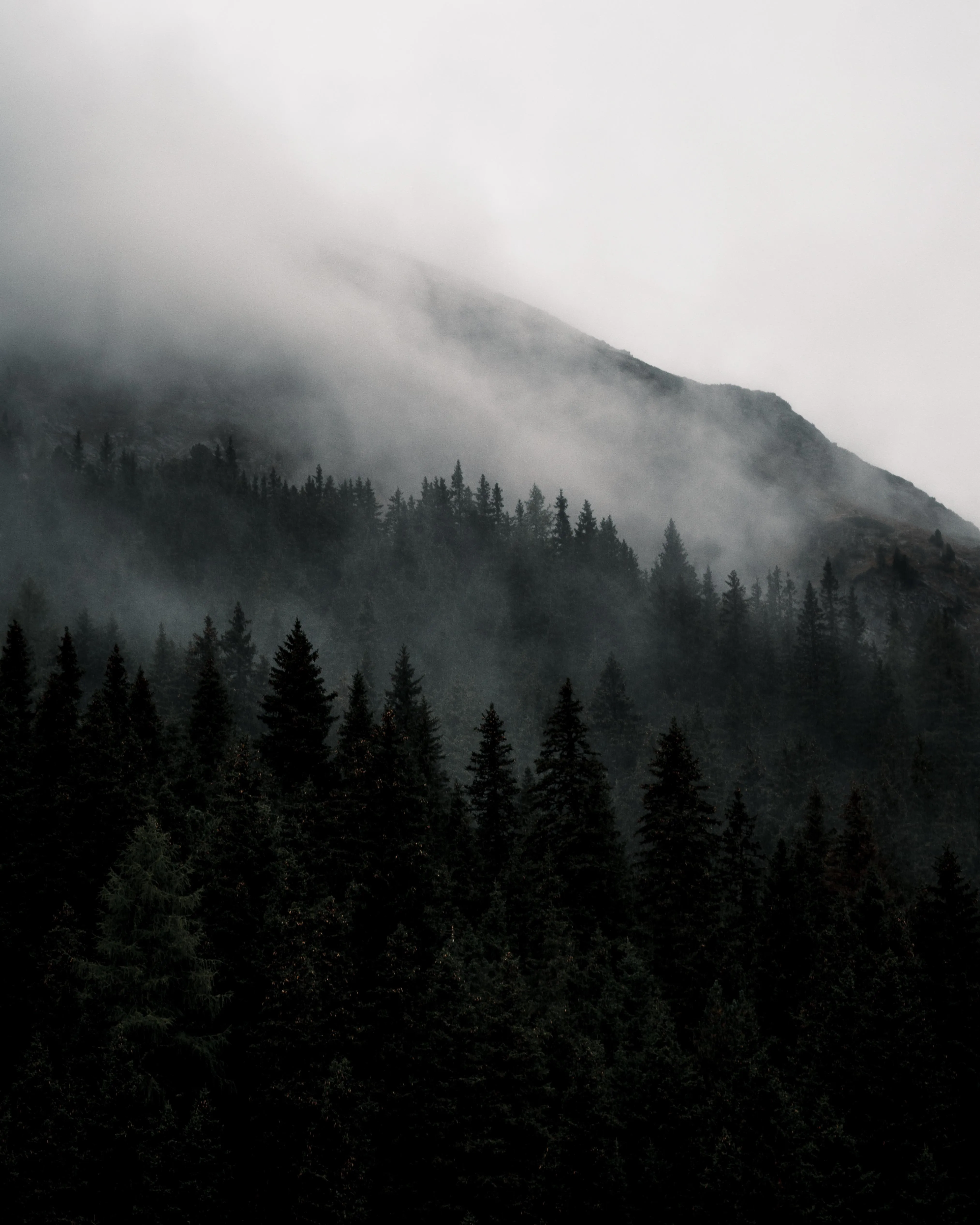 Foggy Pine Forest on Mountain with Moody Black and White