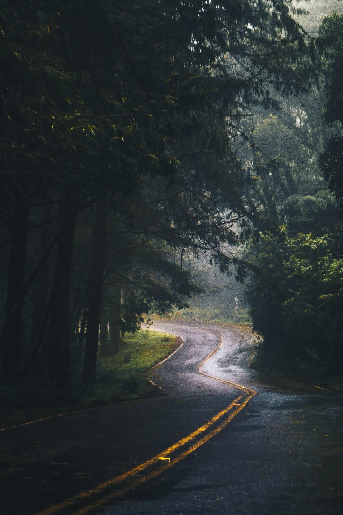 Foggy Road Forest View for Samsung Galaxy A35 Wallpaper