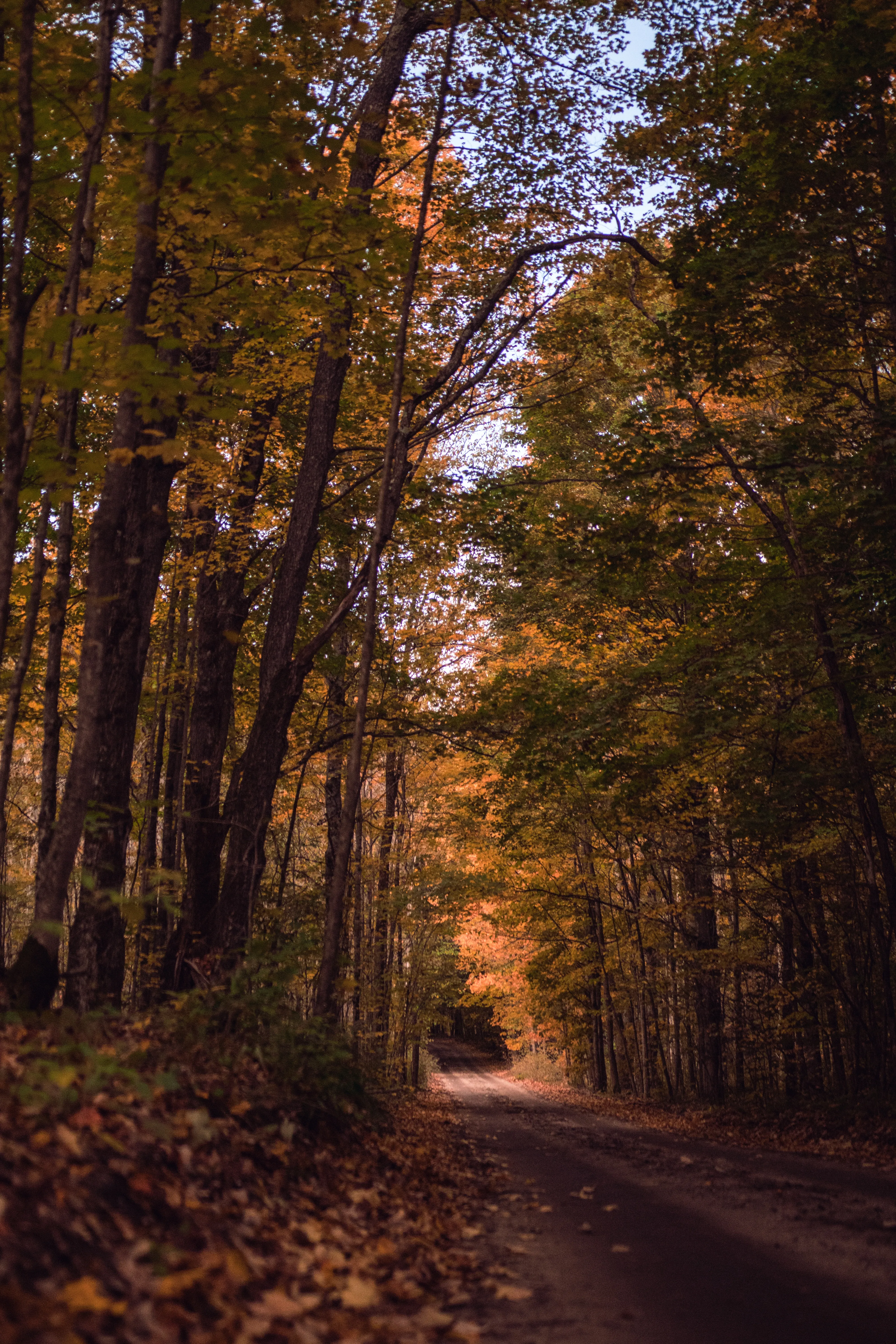 Forest Pathway in Autumn with Warm Sunlight Glow Image