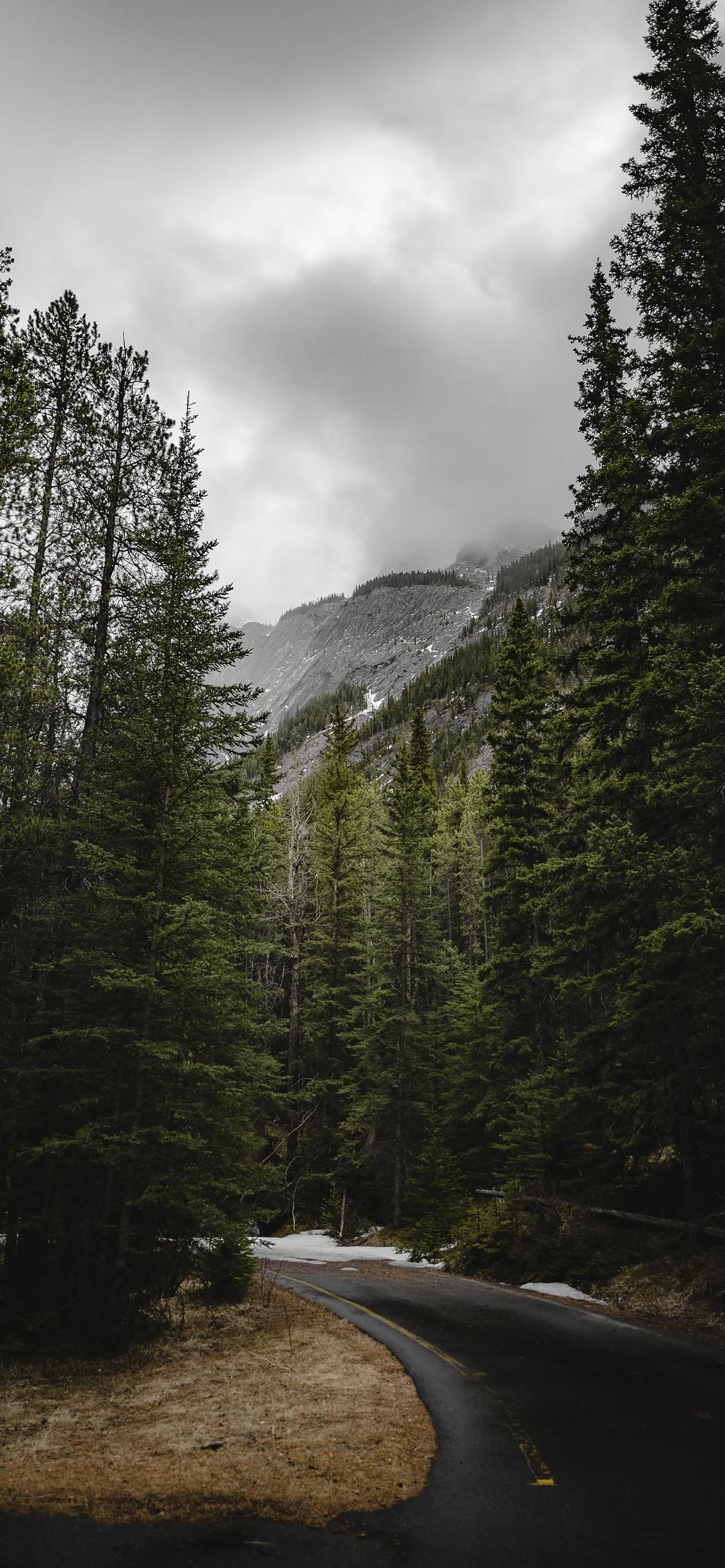 Forest Pathway Leading To Tall Trees and Mountains Wallpaper