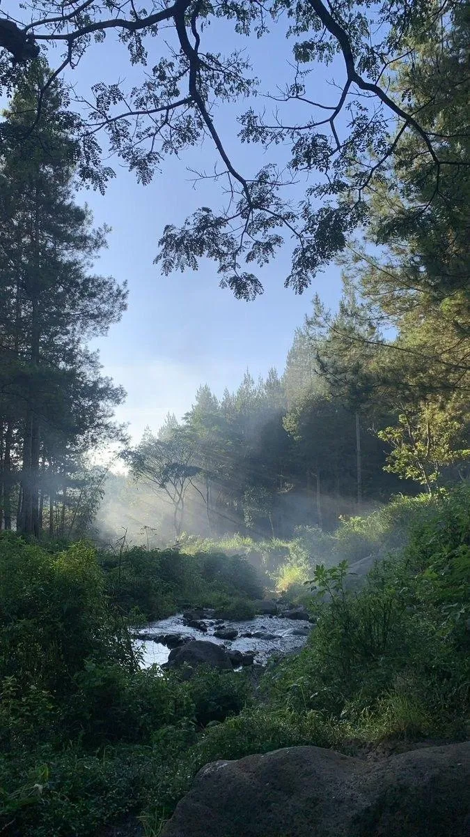 Forest Pathway with Morning Sunlight Filtering Through