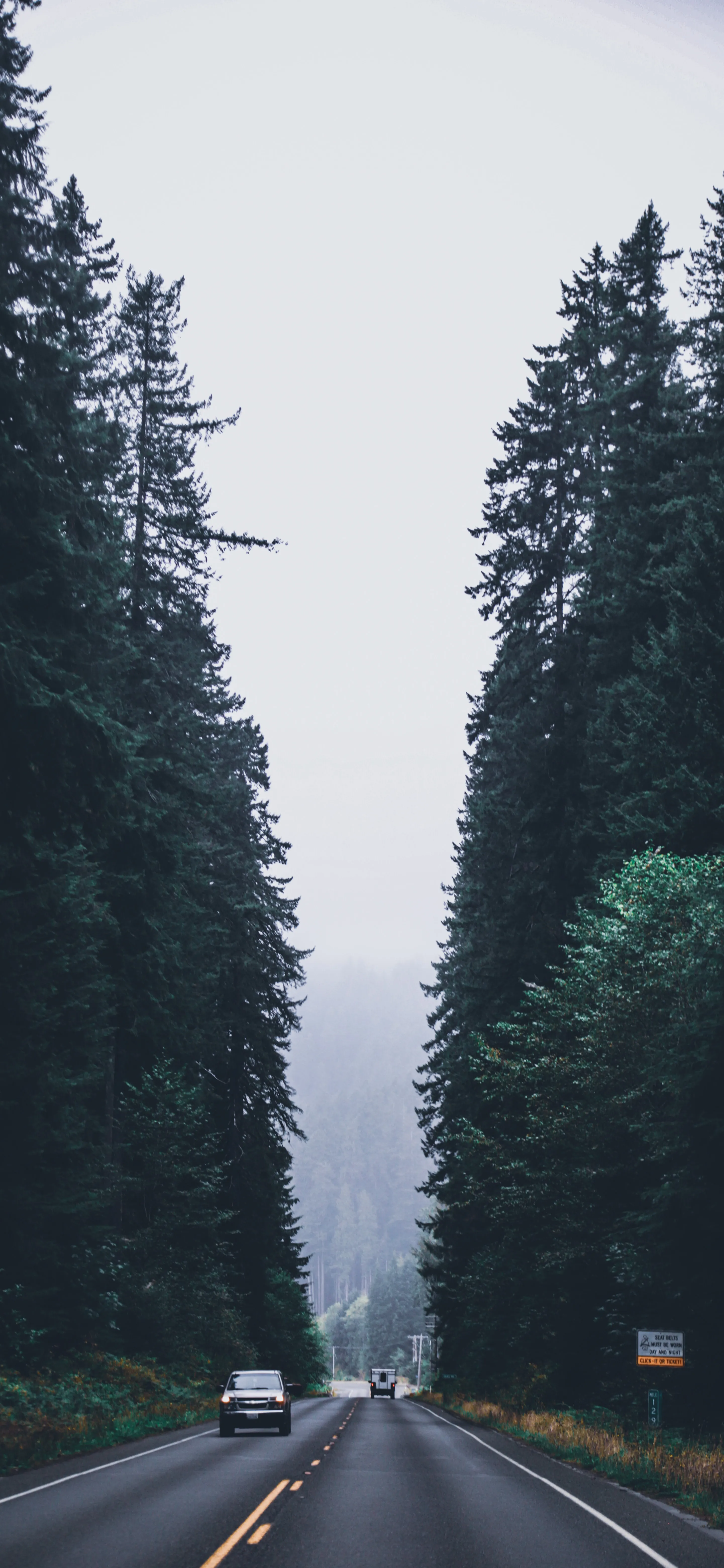 Forest Road Lined with Tall Trees Under Overcast Sky